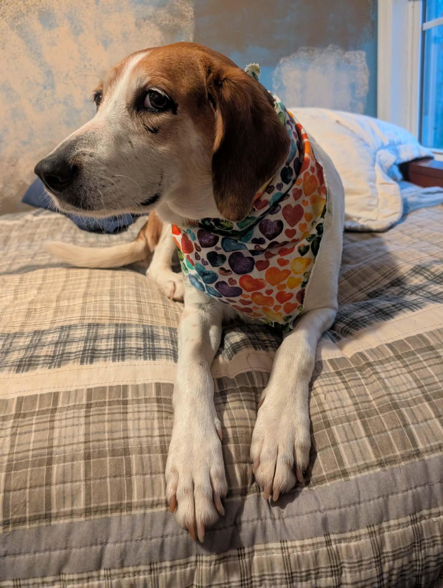 Enlarge Agnes, a Adoptable Hound in Orange, VA image 2/6