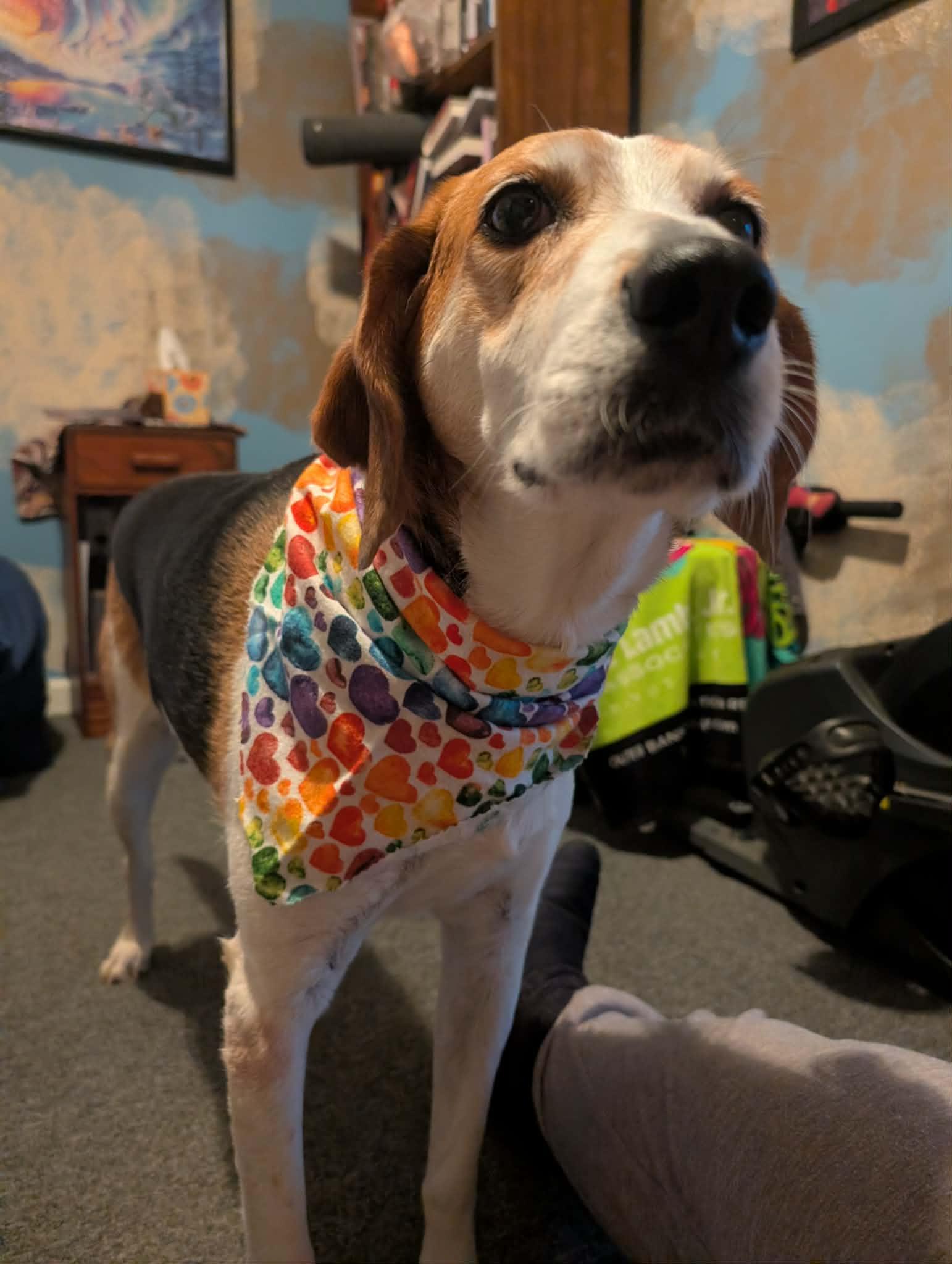 Enlarge Agnes, a Adoptable Hound in Orange, VA image 3/6