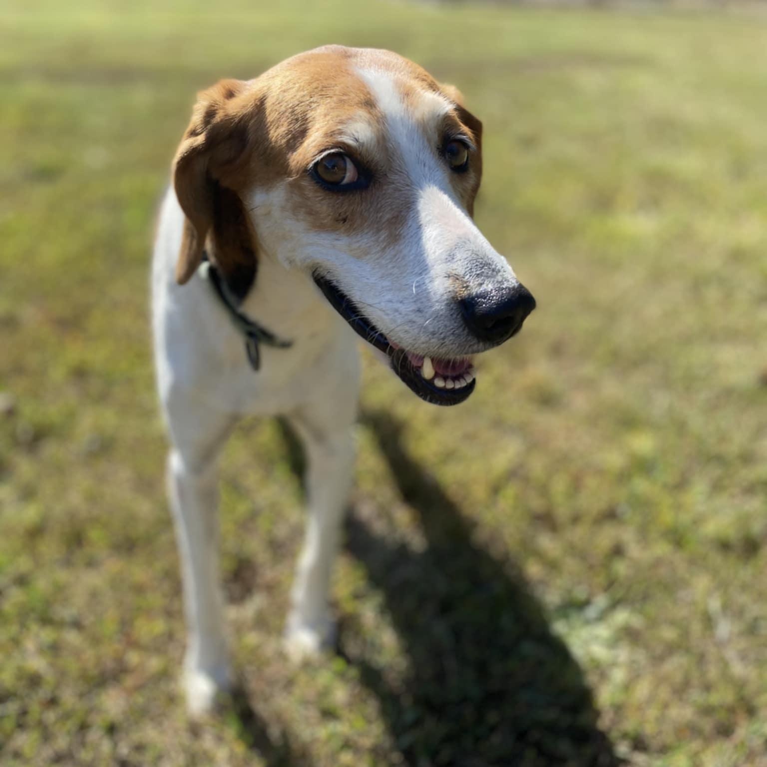 Agnes, a Adoptable Hound in Orange, VA image 1/5