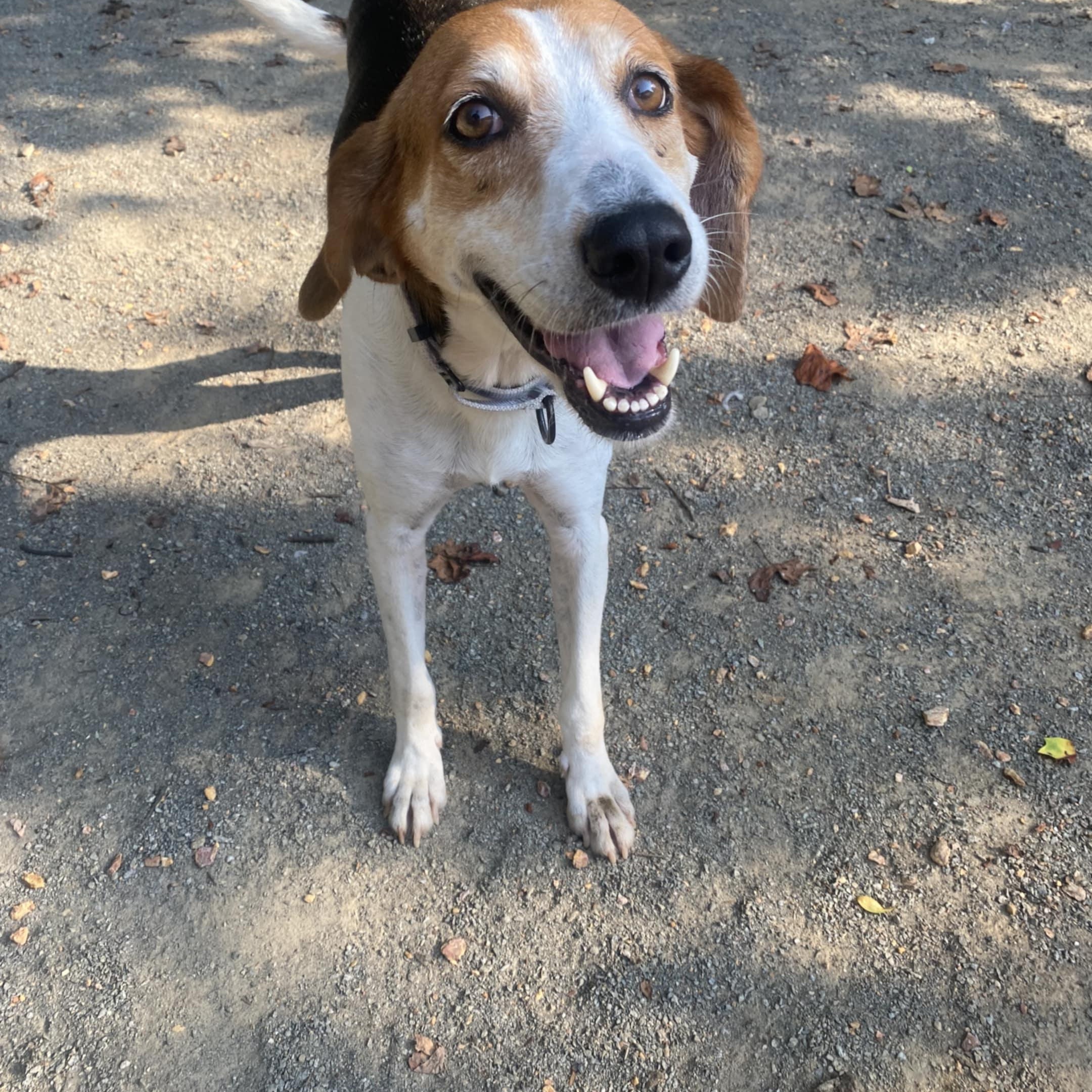 Agnes, a Adoptable Hound in Orange, VA image 5/5