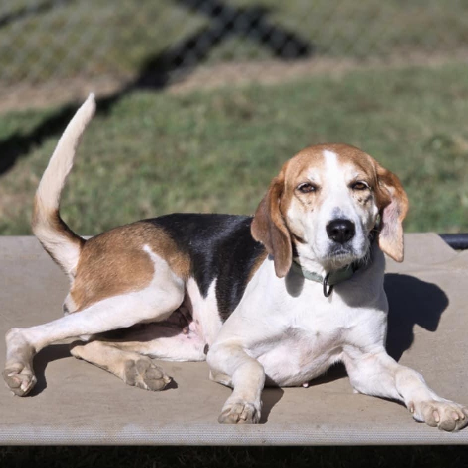 Agnes, Adoptable, Adult Female Hound.