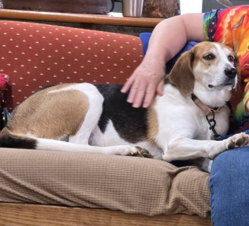 Enlarge Agnes, a Adoptable Hound in Orange, VA image 4/6