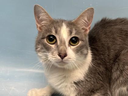 Enlarge Hera, a Adoptable mixed breed in Golden Valley, MN image 1/1