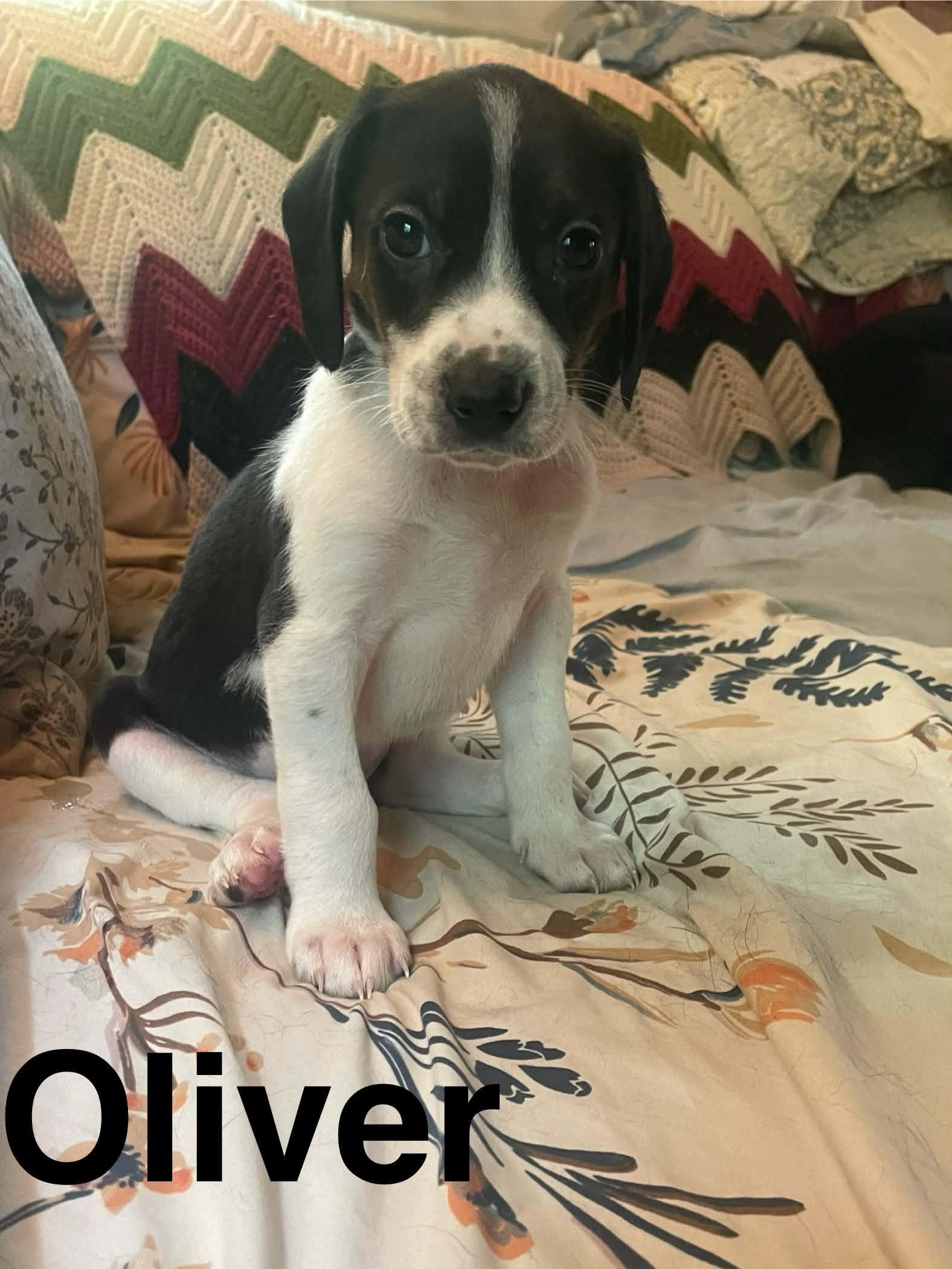 Oliver, Adoptable, Puppy Male Beagle & Spaniel.