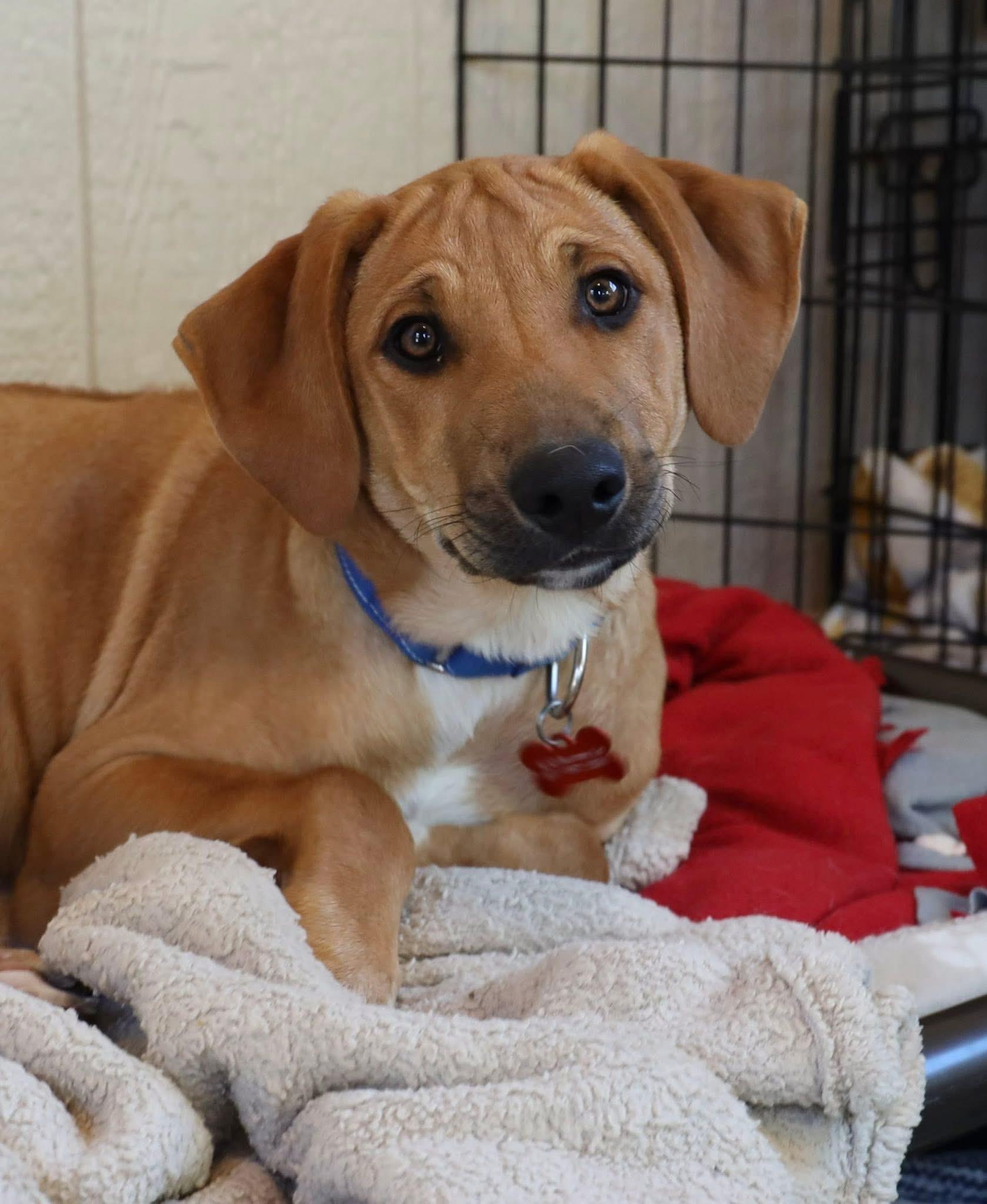Enlarge Cash, an adopted Hound in Keller, TX image 3/4