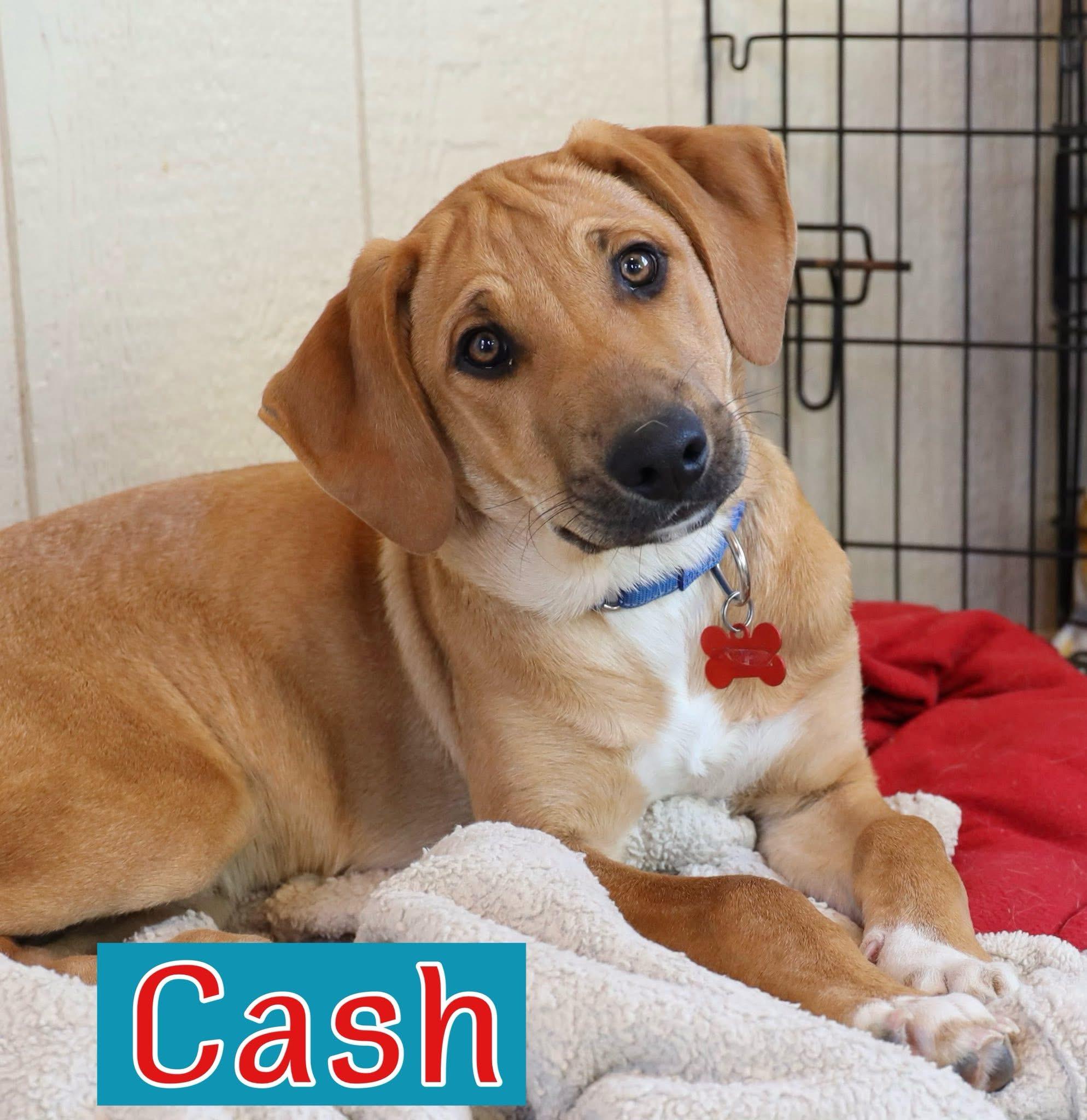 Cash, adopted, Young Male Hound.