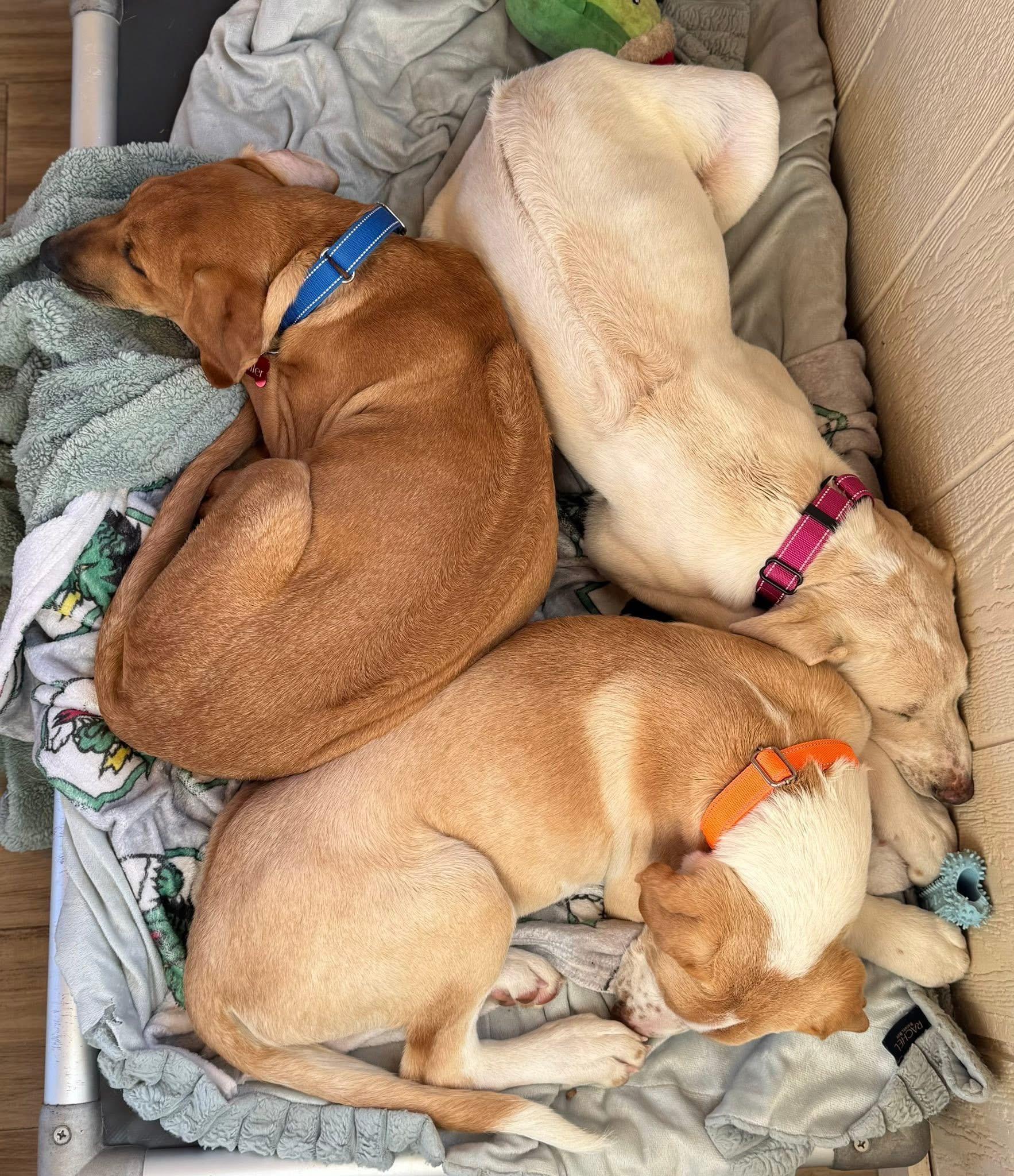 Enlarge Cash, an adopted Hound in Keller, TX image 2/4