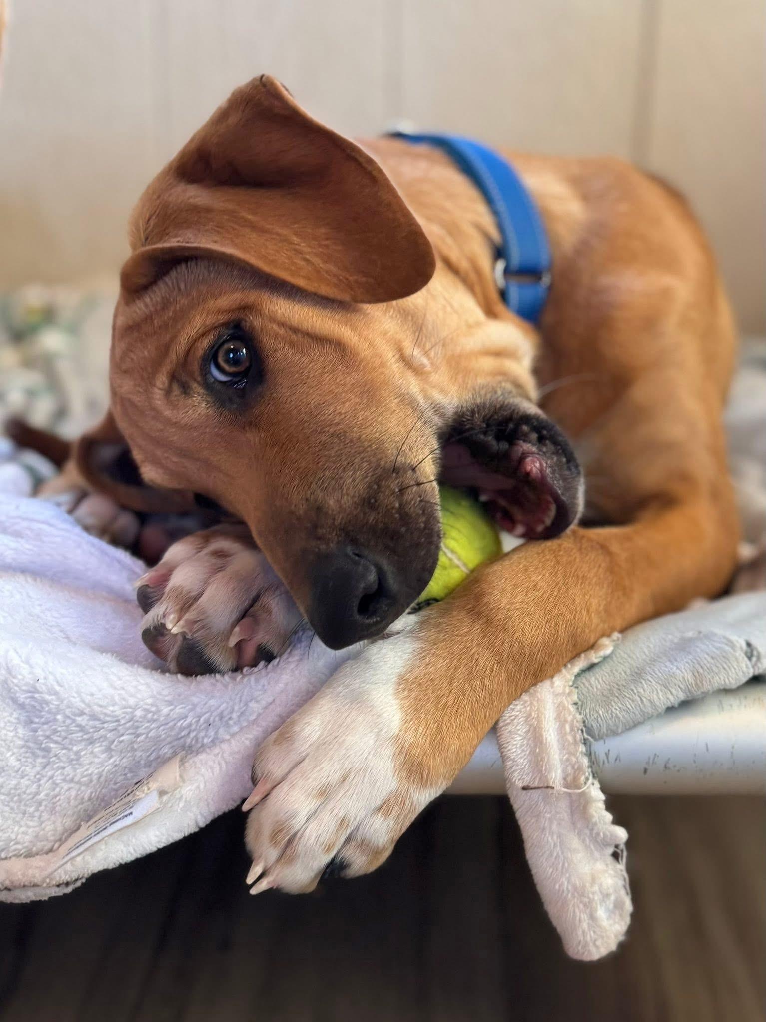 Enlarge Cash, an adopted Hound in Keller, TX image 4/4