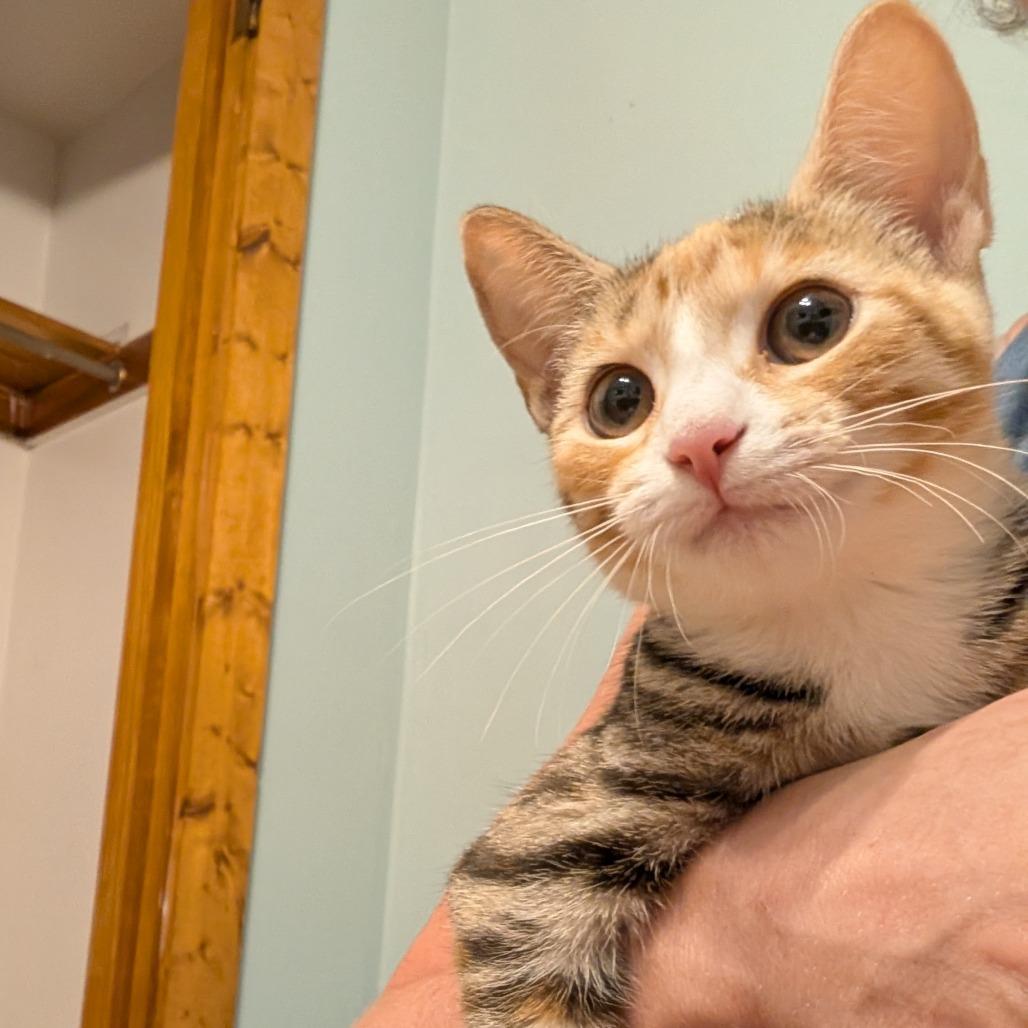 Naomi, Adoptable, Kitten Female Domestic Short Hair.