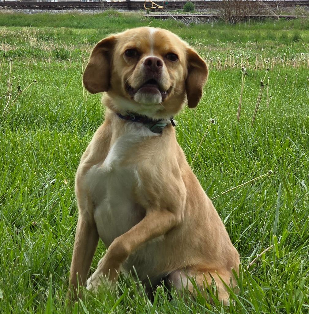 Arwen, Adoptable, Young Male Cocker Spaniel & Chihuahua.