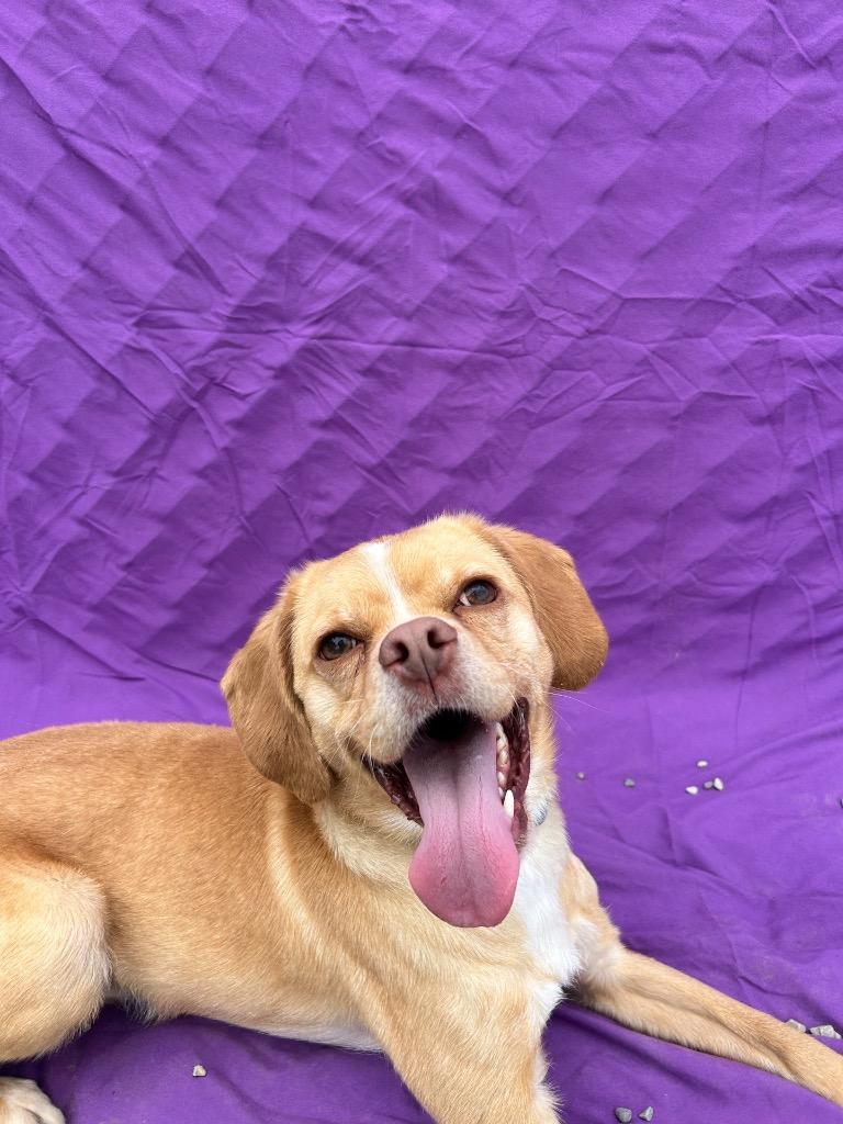 Arwen, a Adoptable mixed breed in Huntington, IN image 2/2