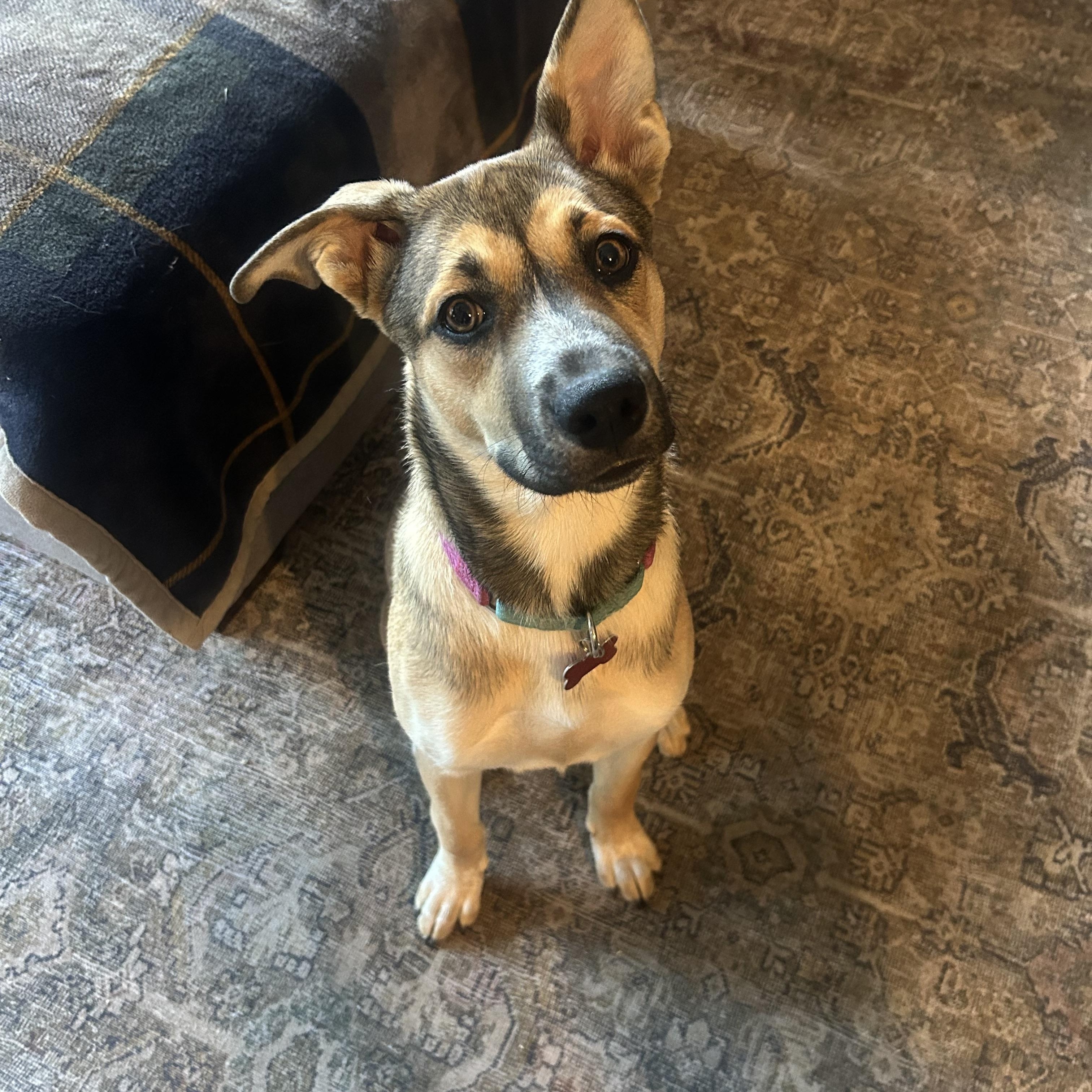 Nyla, Adopted, Young Female Shepherd & Mixed Breed.