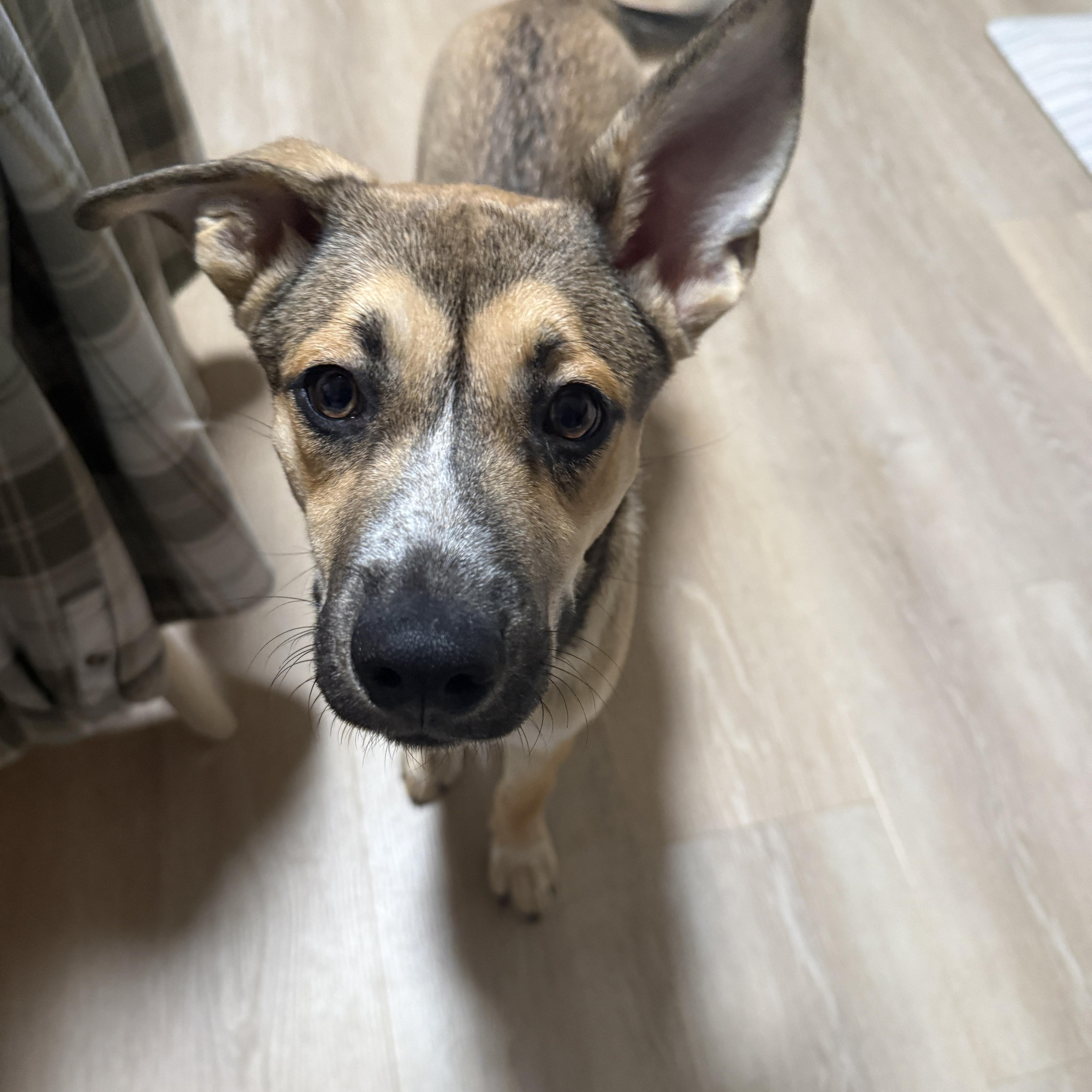 Enlarge Nyla, a Adopted mixed breed in Detroit, MI image 4/5