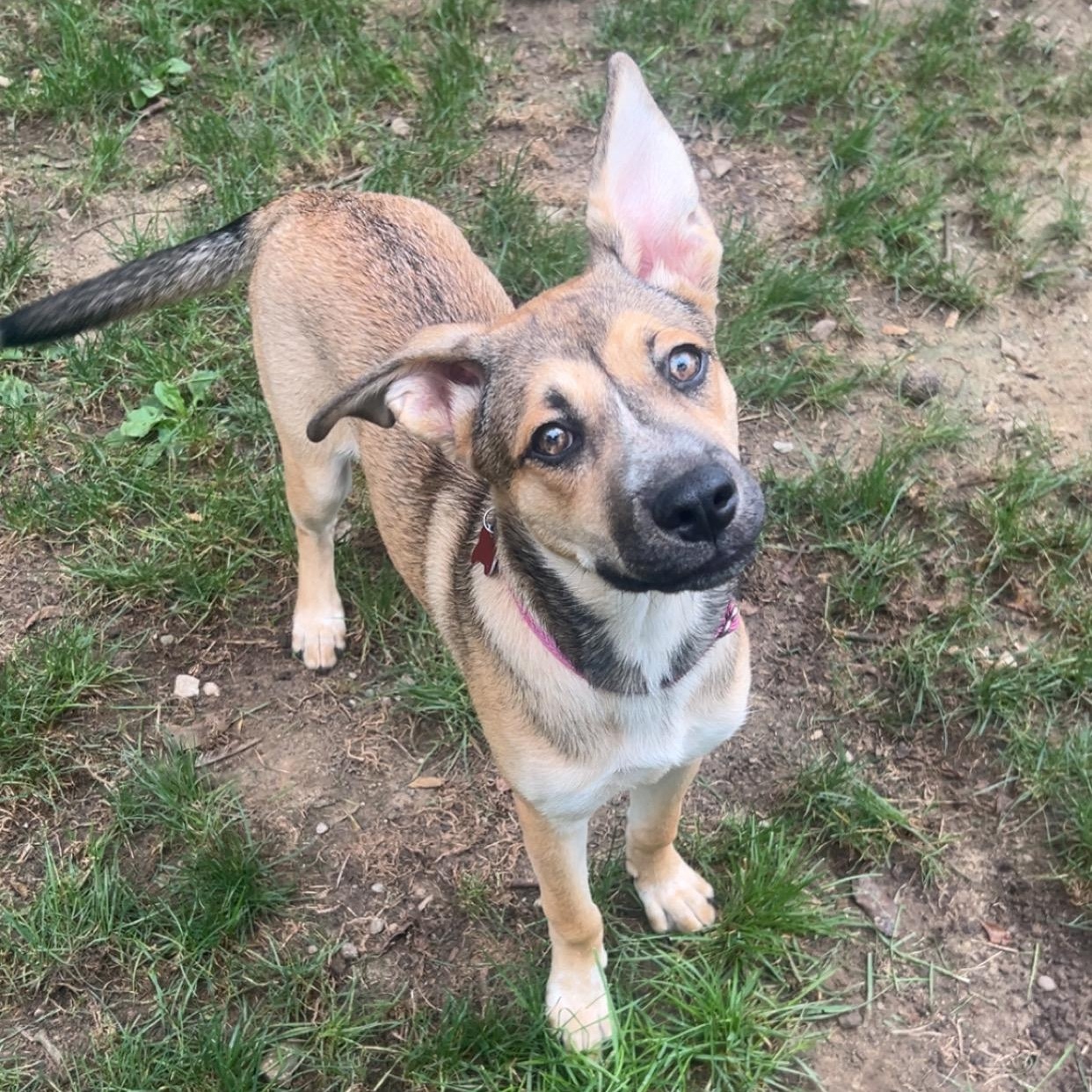 Enlarge Nyla, a Adopted mixed breed in Detroit, MI image 5/5