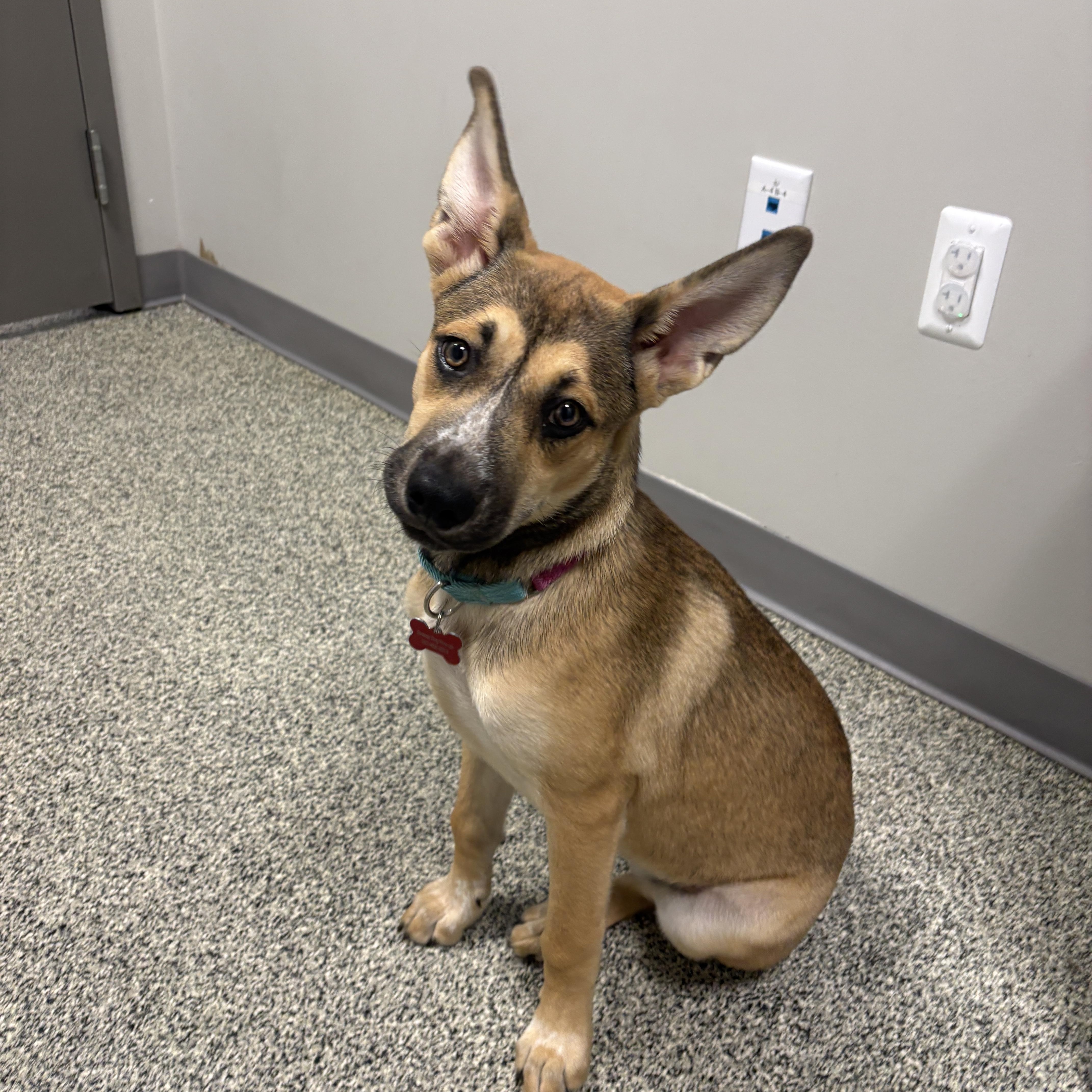Enlarge Nyla, a Adopted mixed breed in Detroit, MI image 3/5