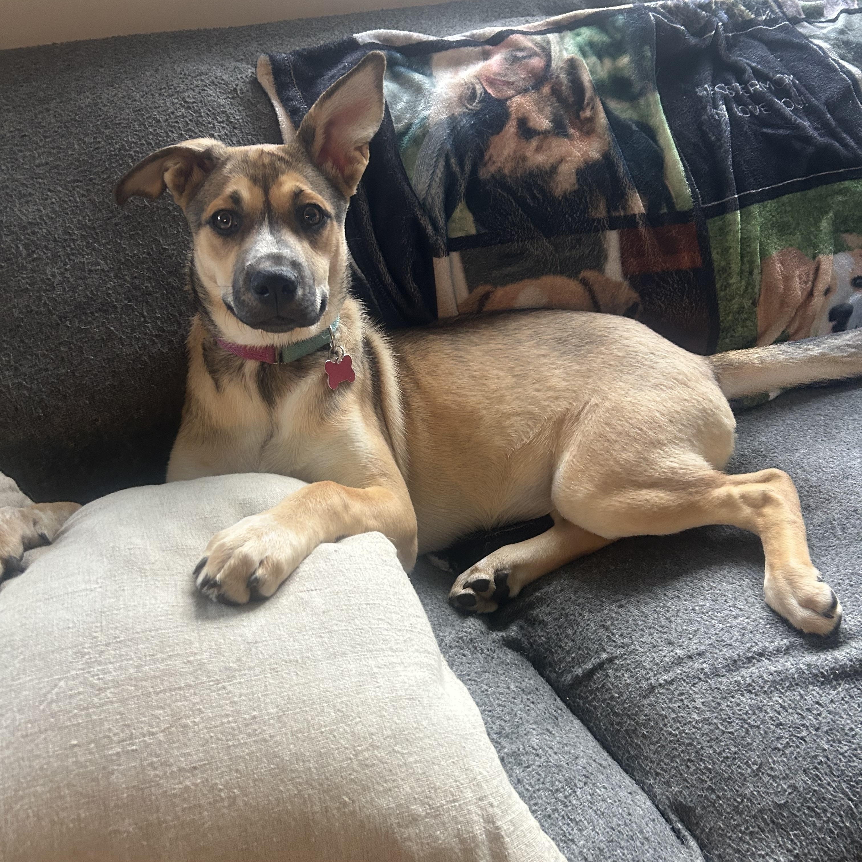 Enlarge Nyla, a Adopted mixed breed in Detroit, MI image 2/5