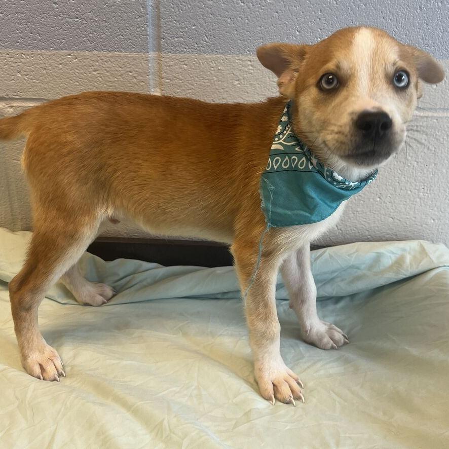 Enlarge Frost, a Adoptable Mixed Breed in Canal Winchester, OH image 1/3
