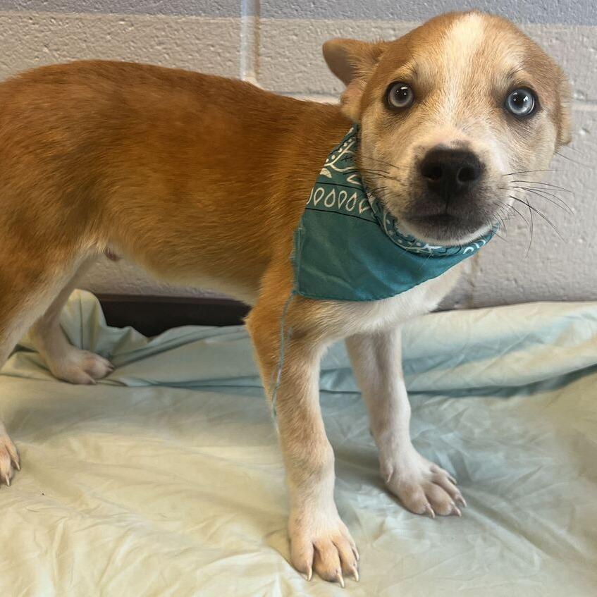 Enlarge Frost, a Adoptable Mixed Breed in Canal Winchester, OH image 2/3