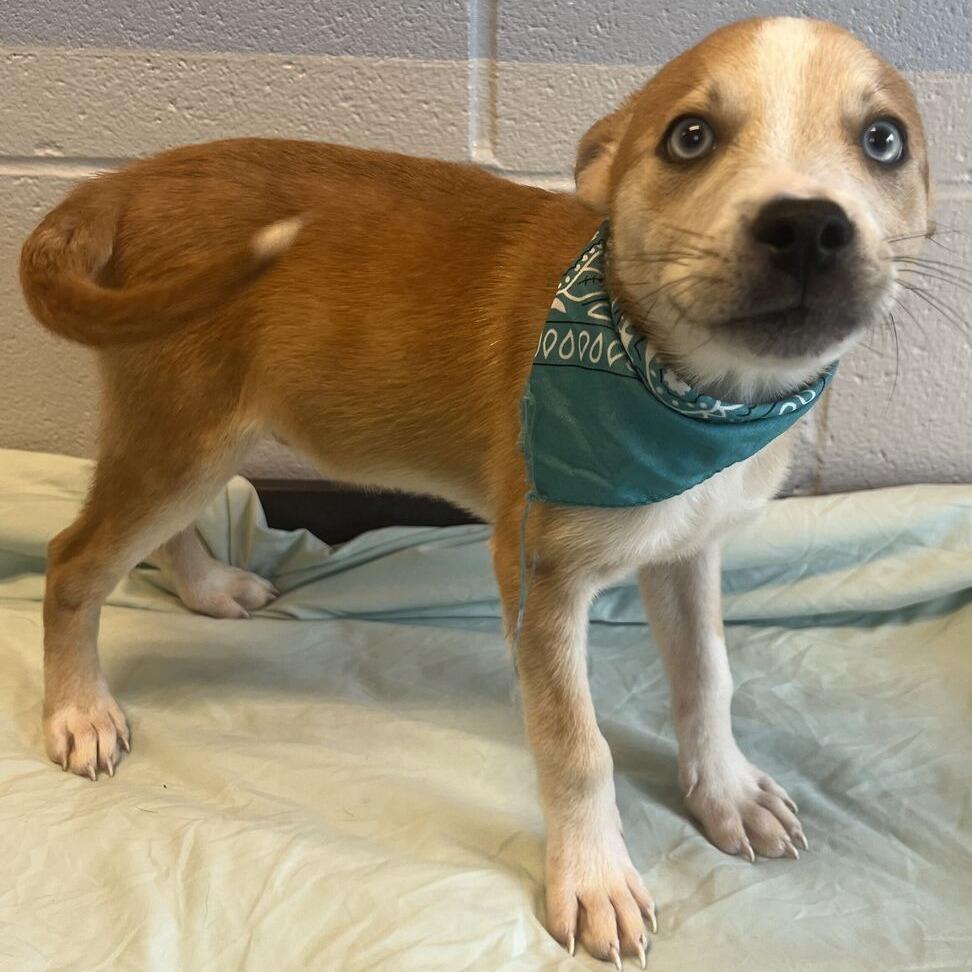Enlarge Frost, a Adoptable Mixed Breed in Canal Winchester, OH image 3/3