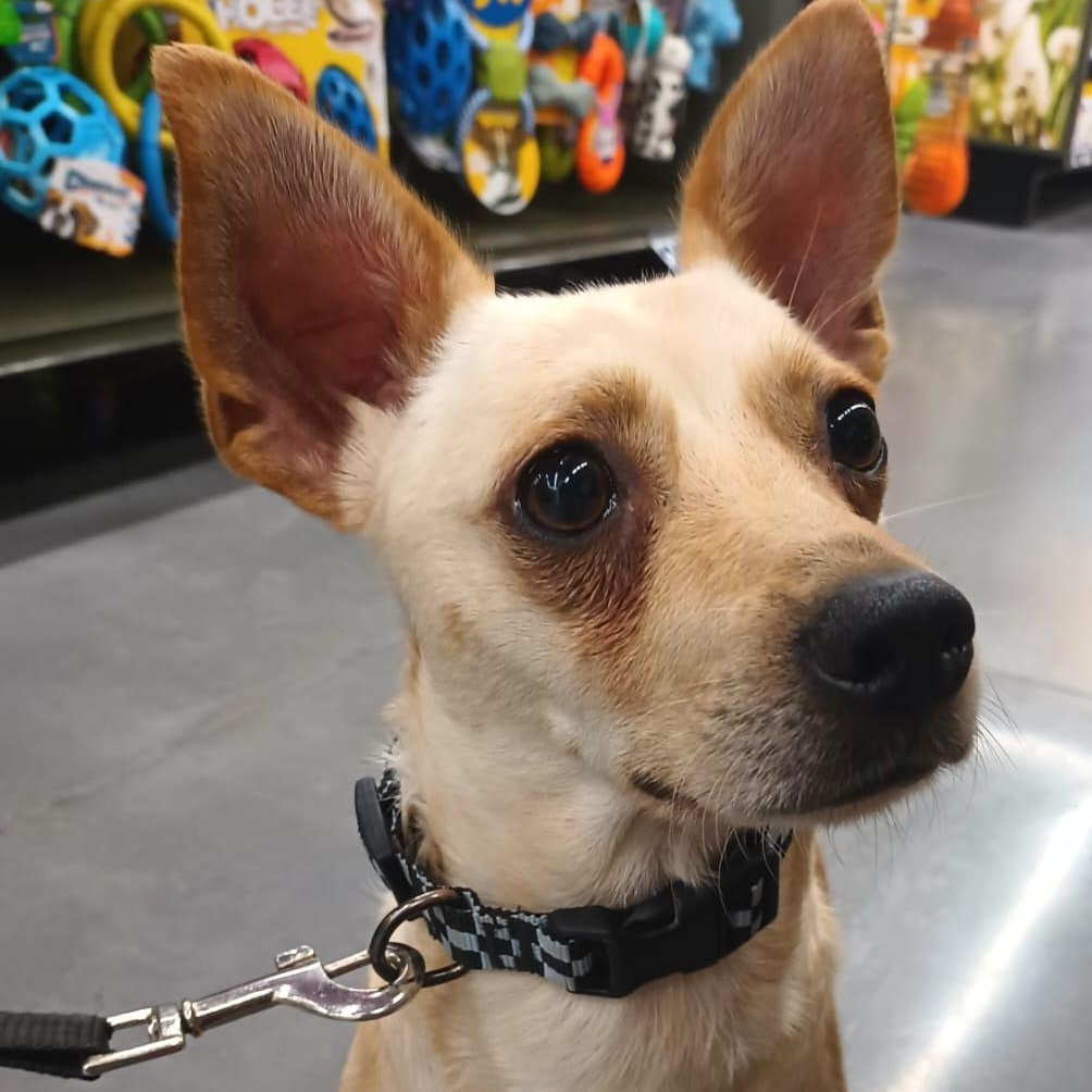 Enlarge Yang, a ADOPTABLE mixed breed in San Diego, CA image 4/6