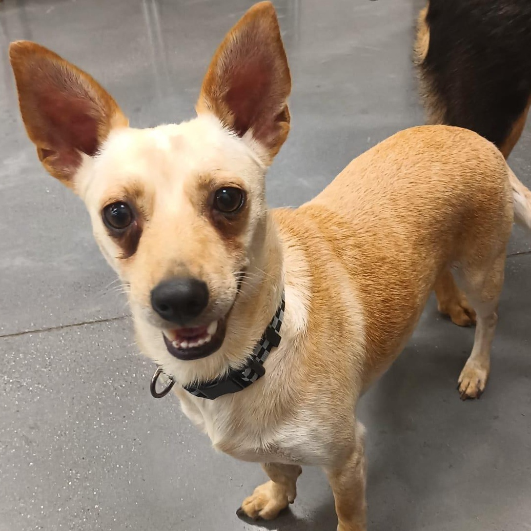 Enlarge Yang, a ADOPTABLE mixed breed in San Diego, CA image 1/6