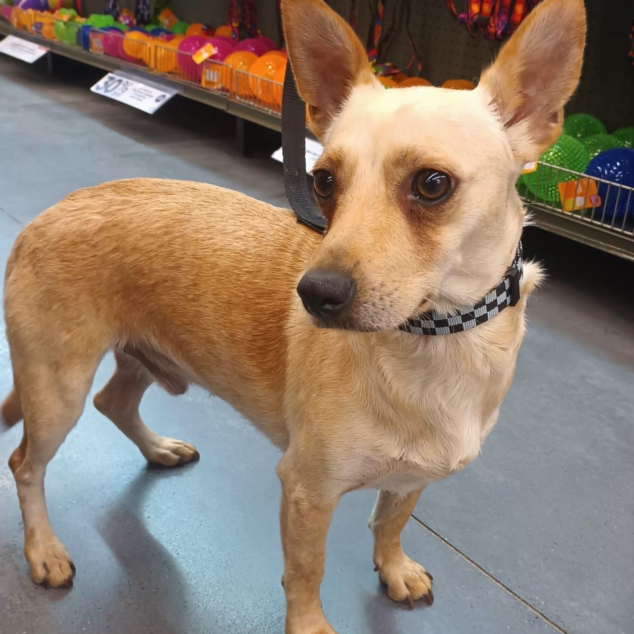 Enlarge Yang, a ADOPTABLE mixed breed in San Diego, CA image 2/6