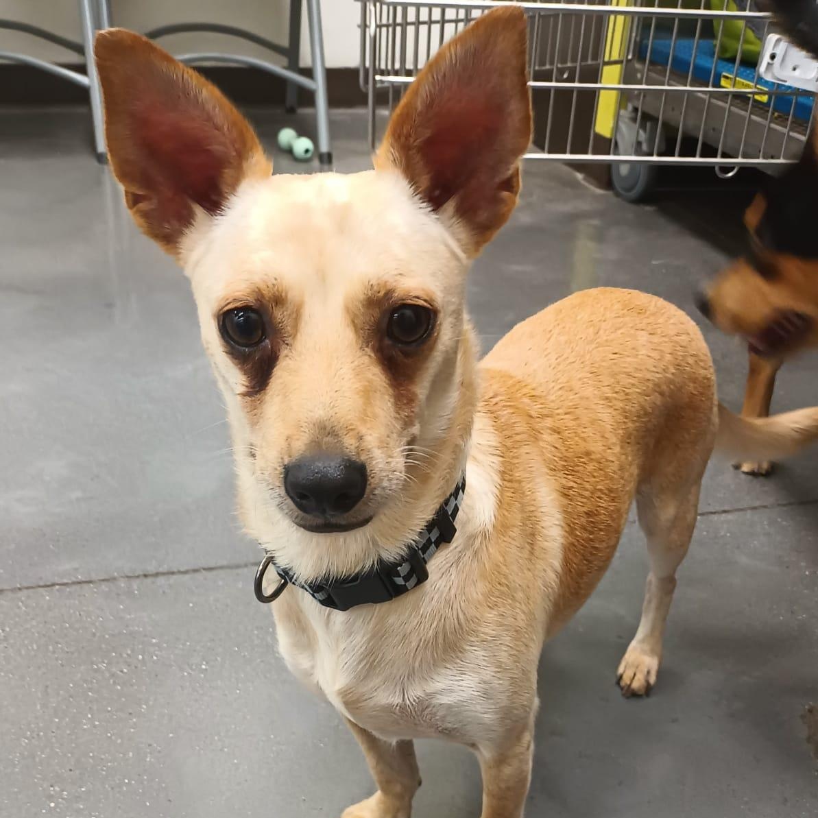 Enlarge Yang, a ADOPTABLE mixed breed in San Diego, CA image 3/6