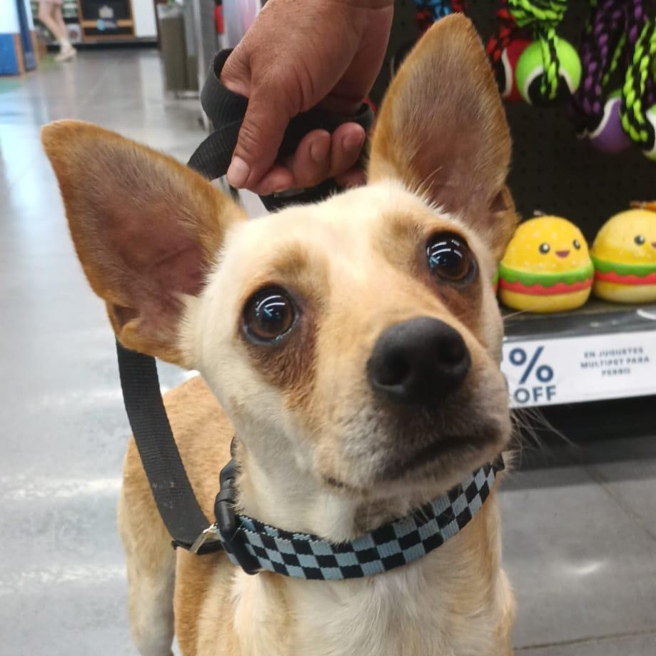 Enlarge Yang, a ADOPTABLE mixed breed in San Diego, CA image 5/6