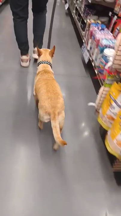 Enlarge Yang, a ADOPTABLE mixed breed in San Diego, CA video 6/6