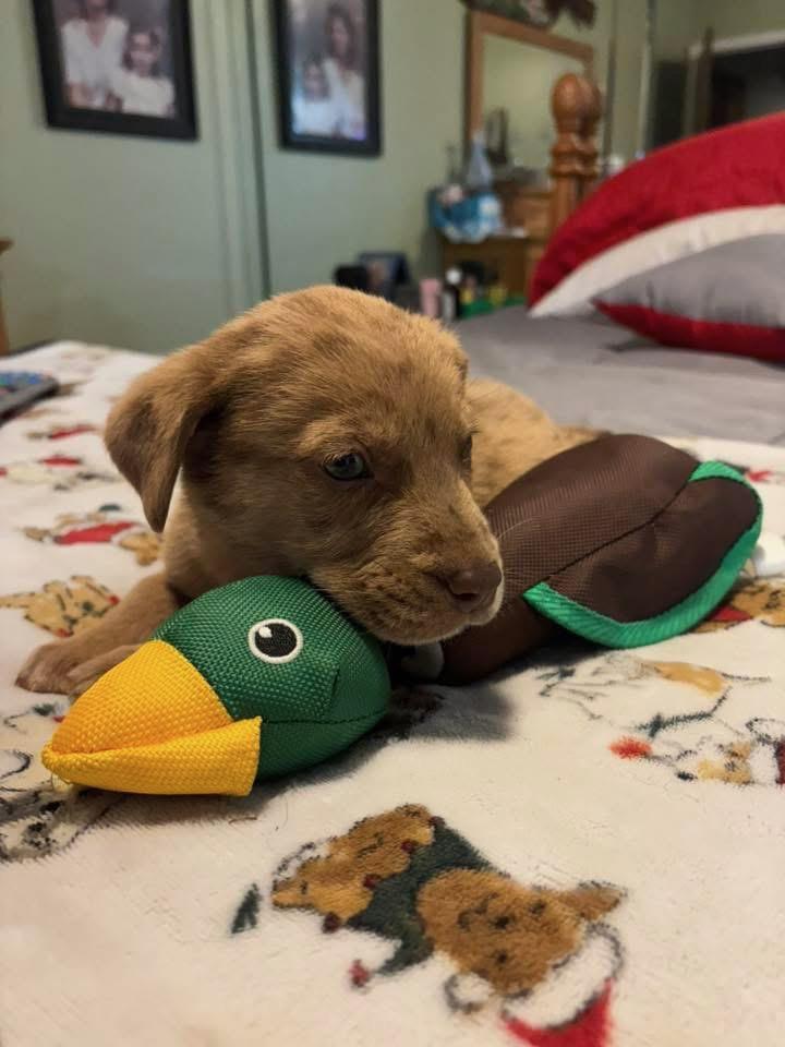 Enlarge SCOOBY, an adopted mixed breed in Brattleboro, VT image 2/3