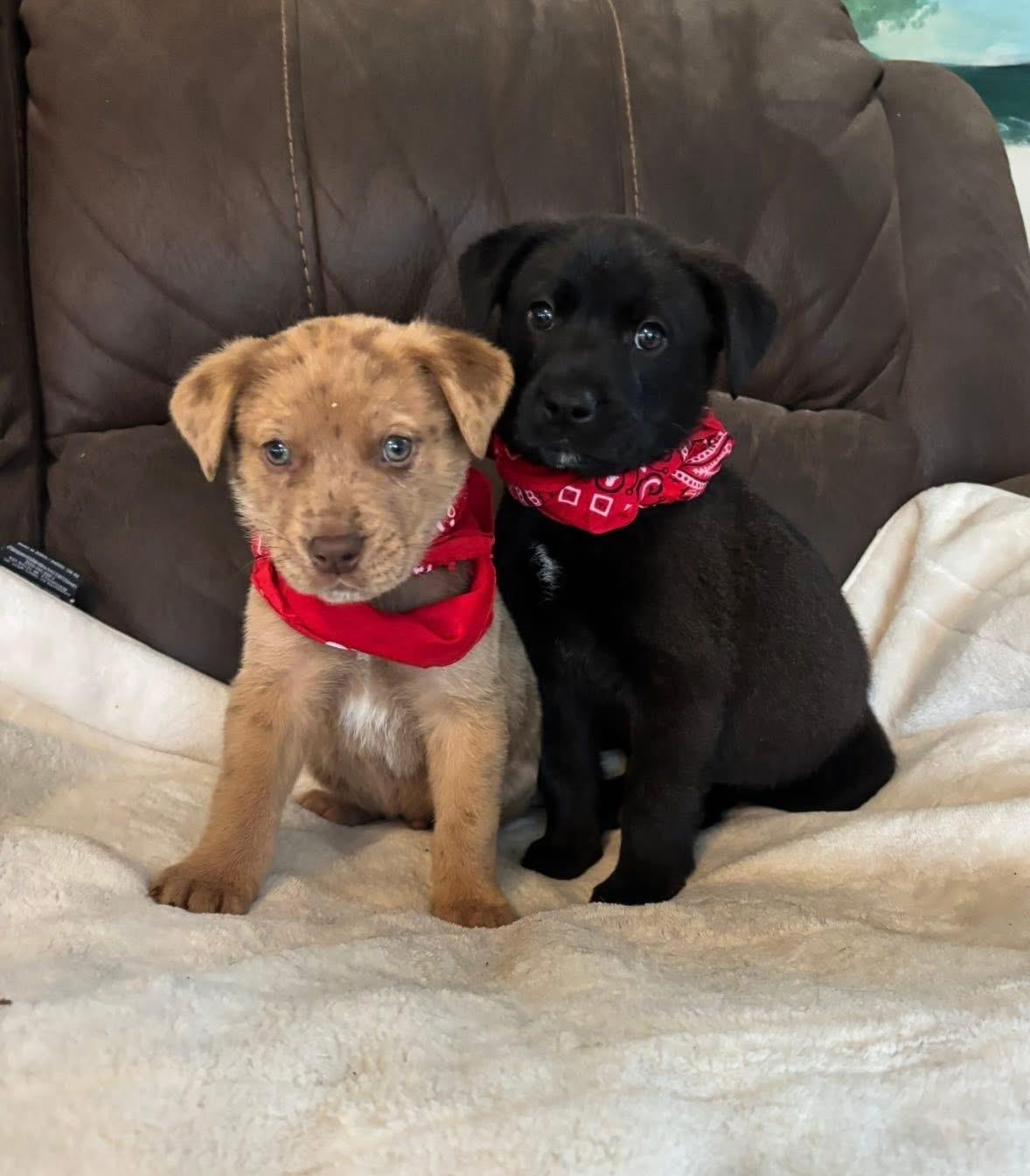 Enlarge SCOOBY, an adopted mixed breed in Brattleboro, VT image 3/3