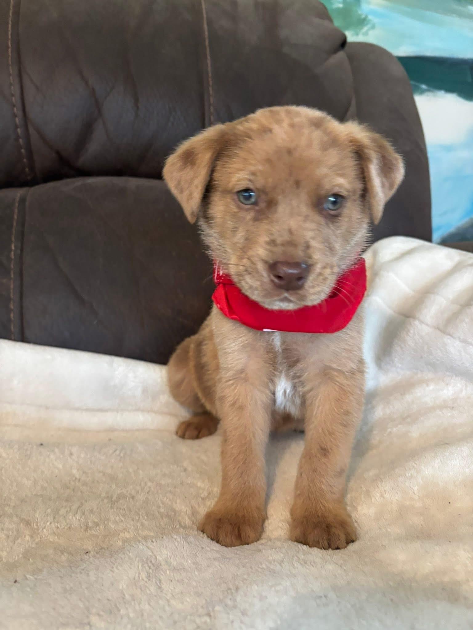 SCOOBY, adopted, Puppy Male Catahoula Leopard Dog.