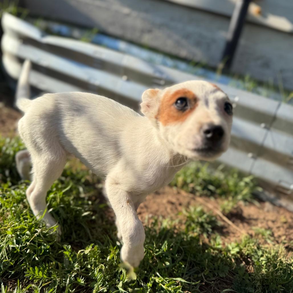 Enlarge Sadie, a Adoptable Cattle Dog in Sacramento, CA image 2/4