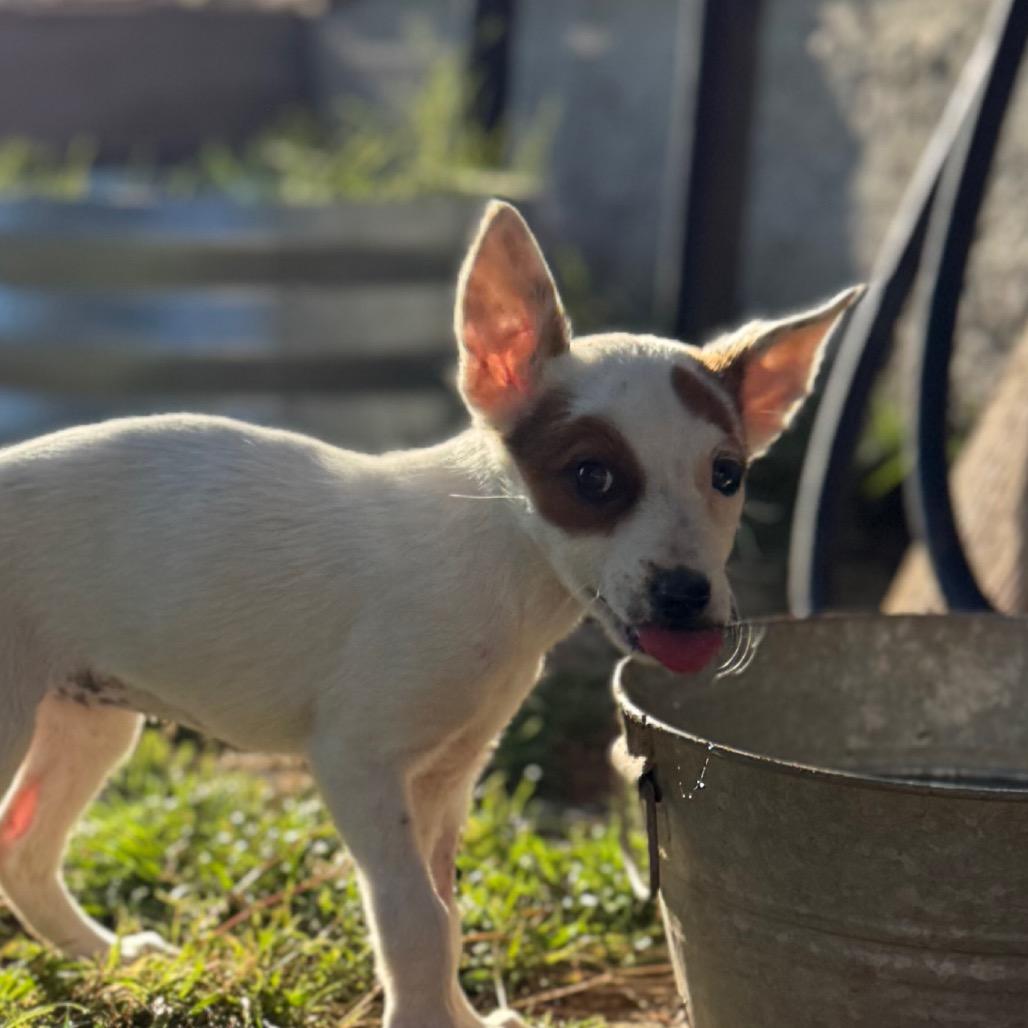 Enlarge Sadie, a Adoptable Cattle Dog in Sacramento, CA image 3/4