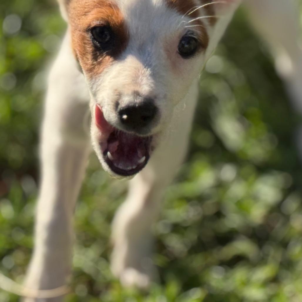 Enlarge Sadie, a Adoptable Cattle Dog in Sacramento, CA image 4/4