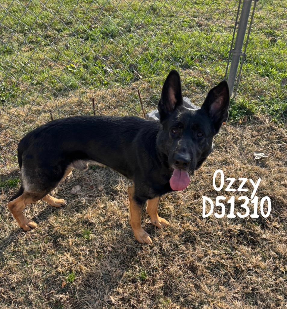 Enlarge Ozzy, a Adoptable German Shepherd Dog in Clarksville, TN image 1/1