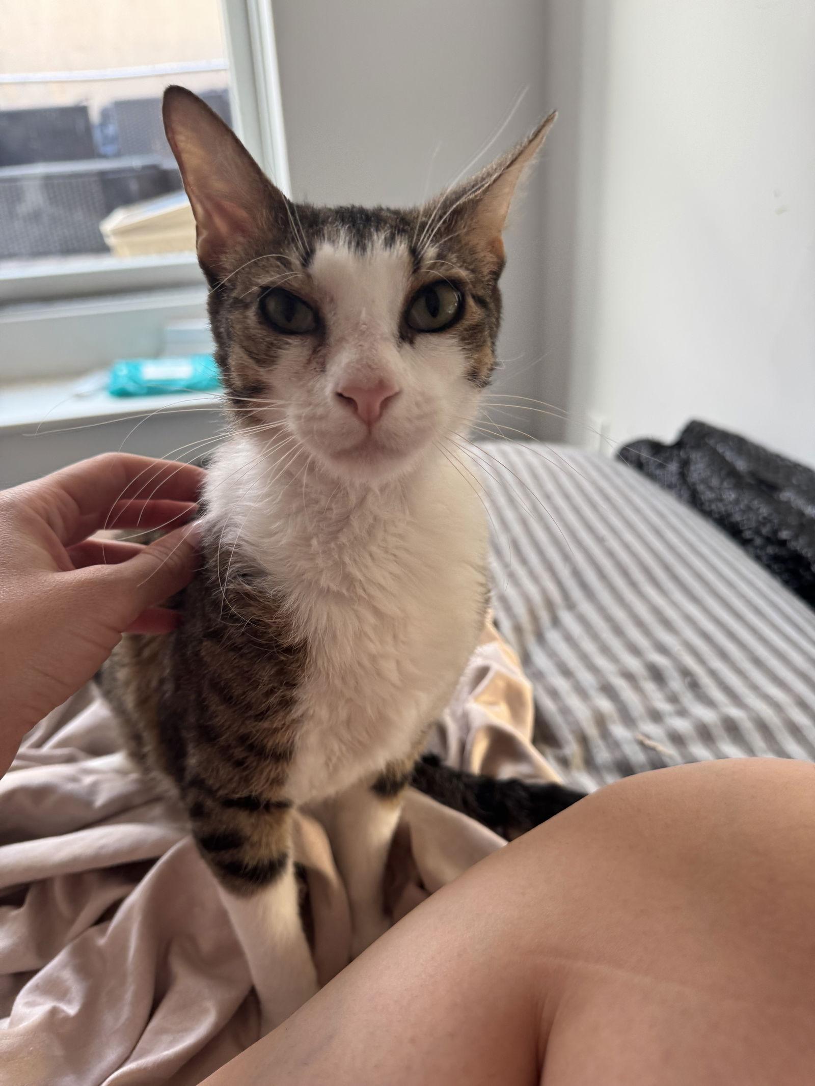 Enlarge Tiana and Belle, a Adoptable Domestic Short Hair in Brooklyn, NY image 1/3