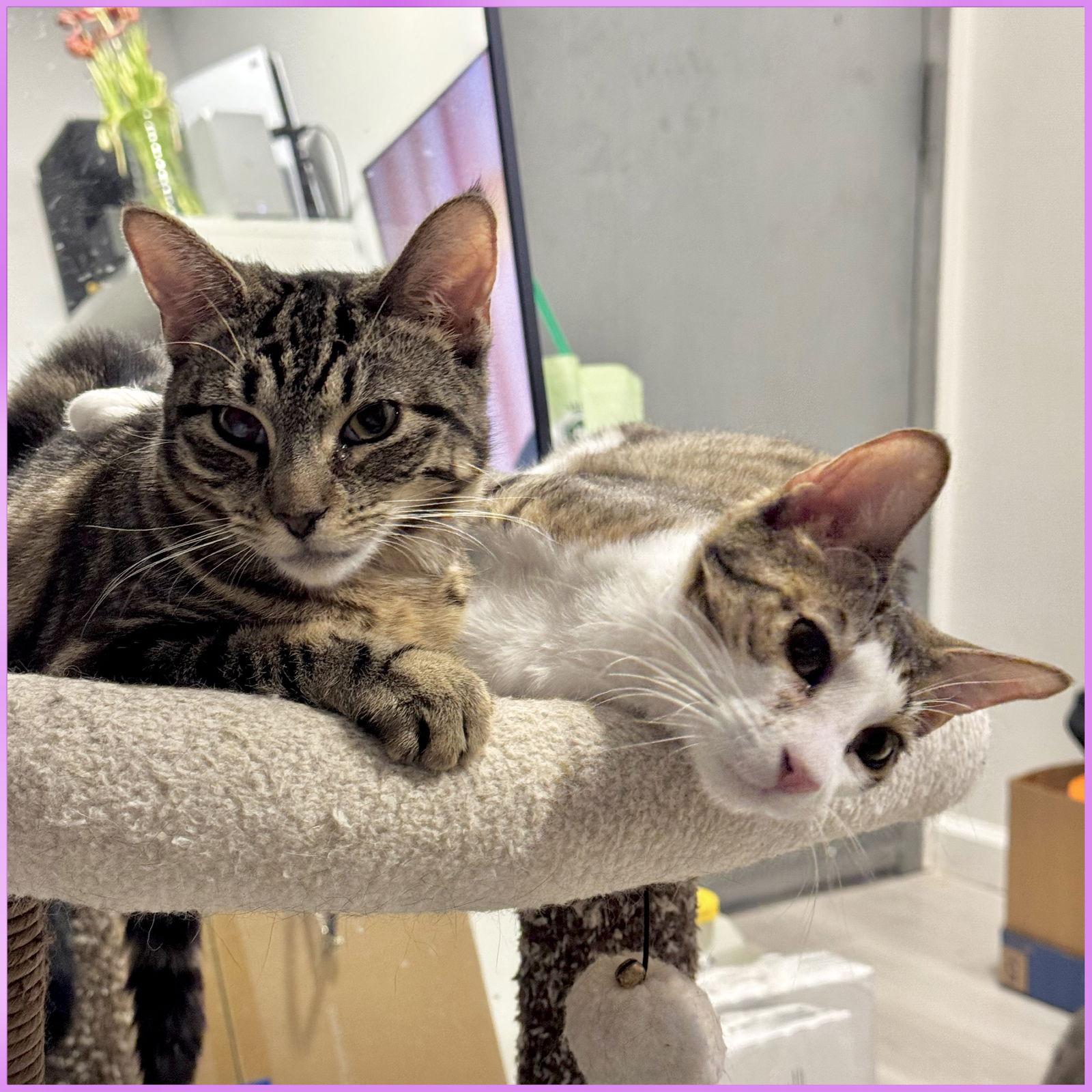 Enlarge Tiana and Belle, a Adoptable Domestic Short Hair in Brooklyn, NY image 2/3