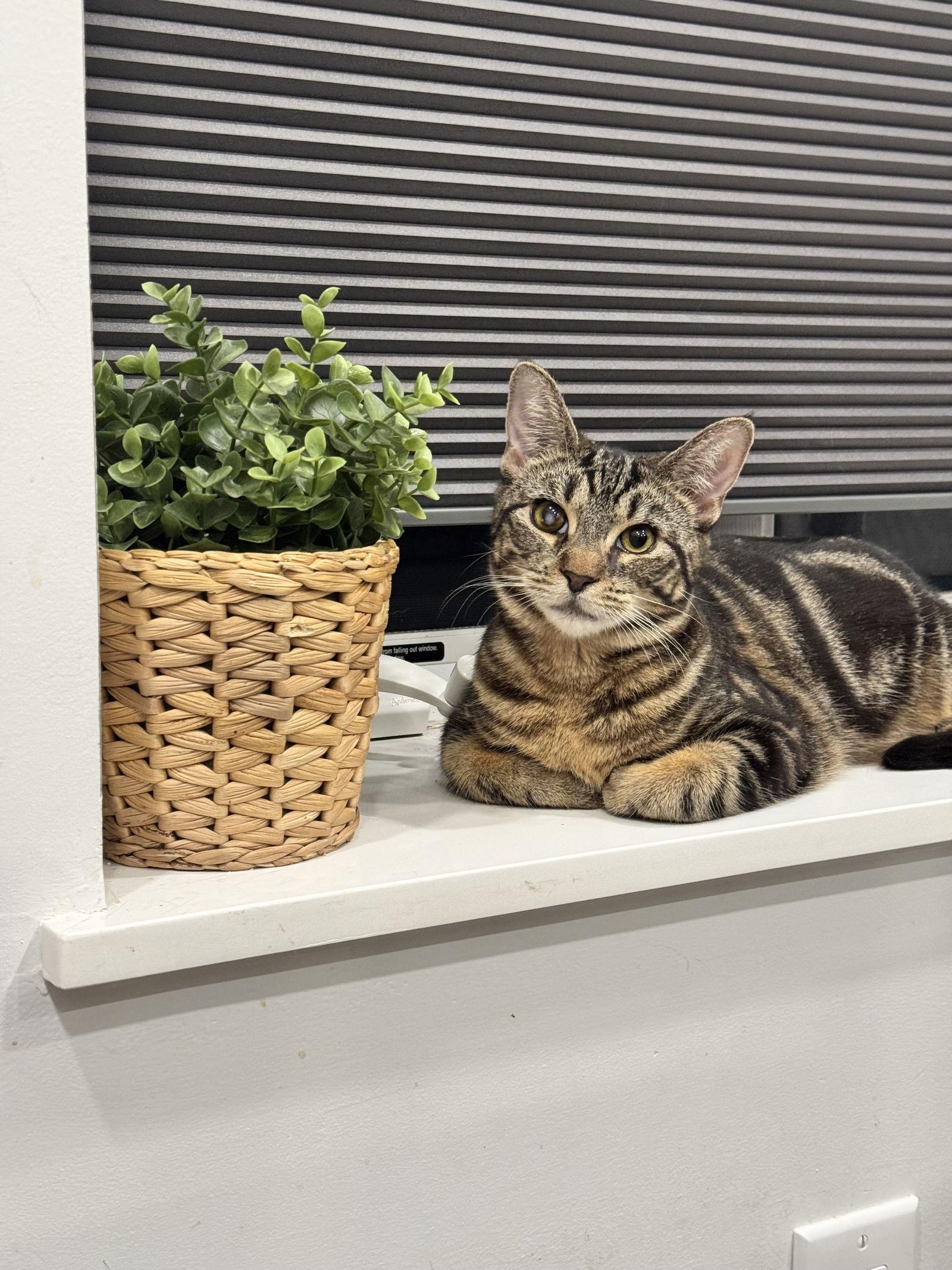 Enlarge Tiana and Belle, a Adoptable Domestic Short Hair in Brooklyn, NY image 3/3