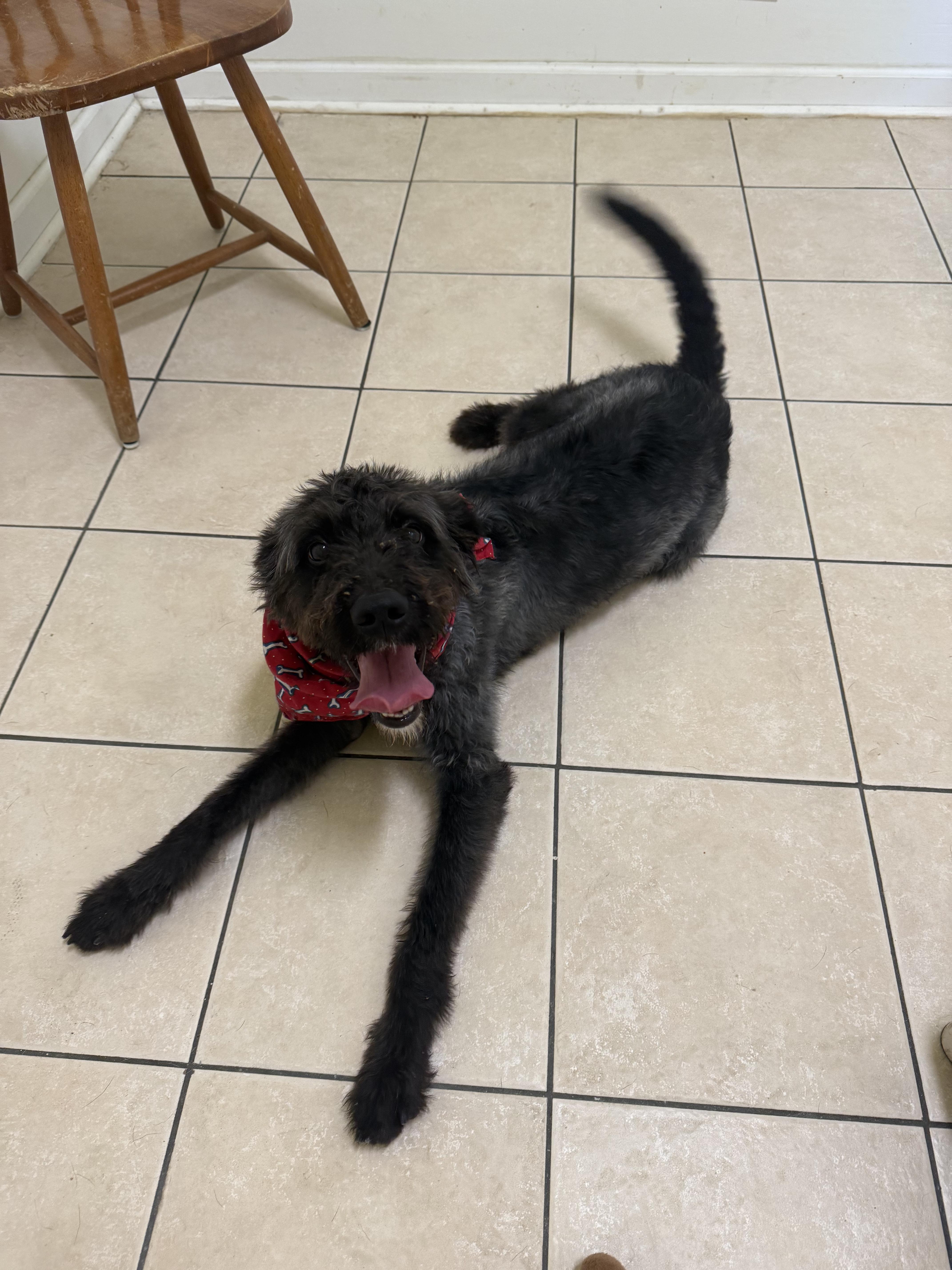 Enlarge Apollo, an adopted mixed breed in Hendersonville, TN image 1/1