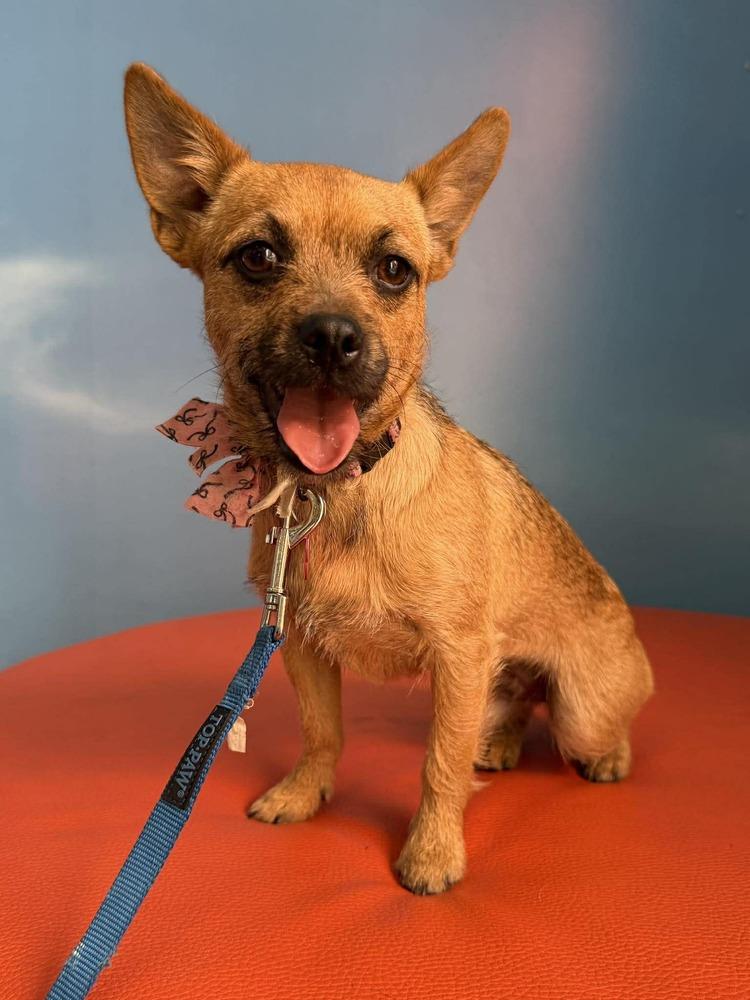 Enlarge Calyx, a Adoptable mixed breed in Mission Viejo, CA image 1/6