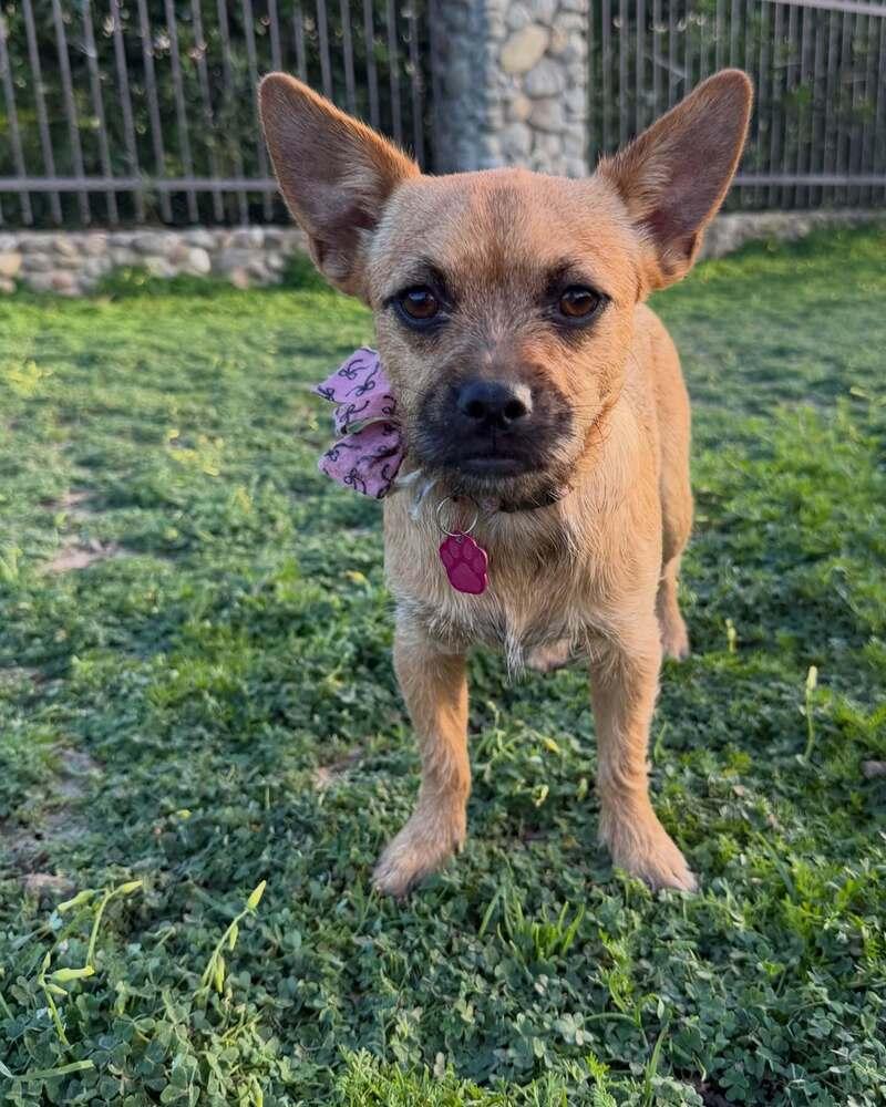 Calyx, Adoptable, Puppy Female Chihuahua & Yorkshire Terrier.