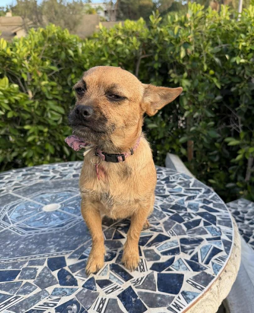 Enlarge Calyx, a Adoptable mixed breed in Mission Viejo, CA image 2/6