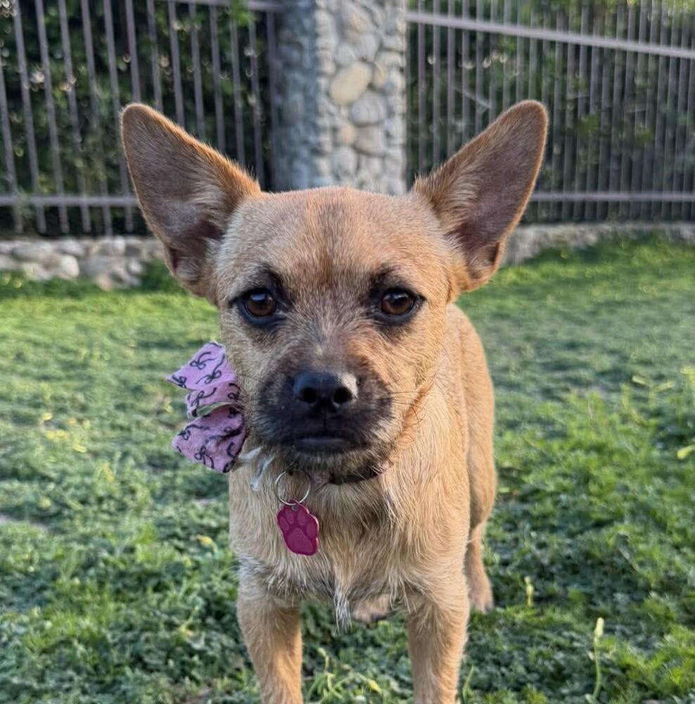 Enlarge Calyx, a Adoptable mixed breed in Mission Viejo, CA image 3/6