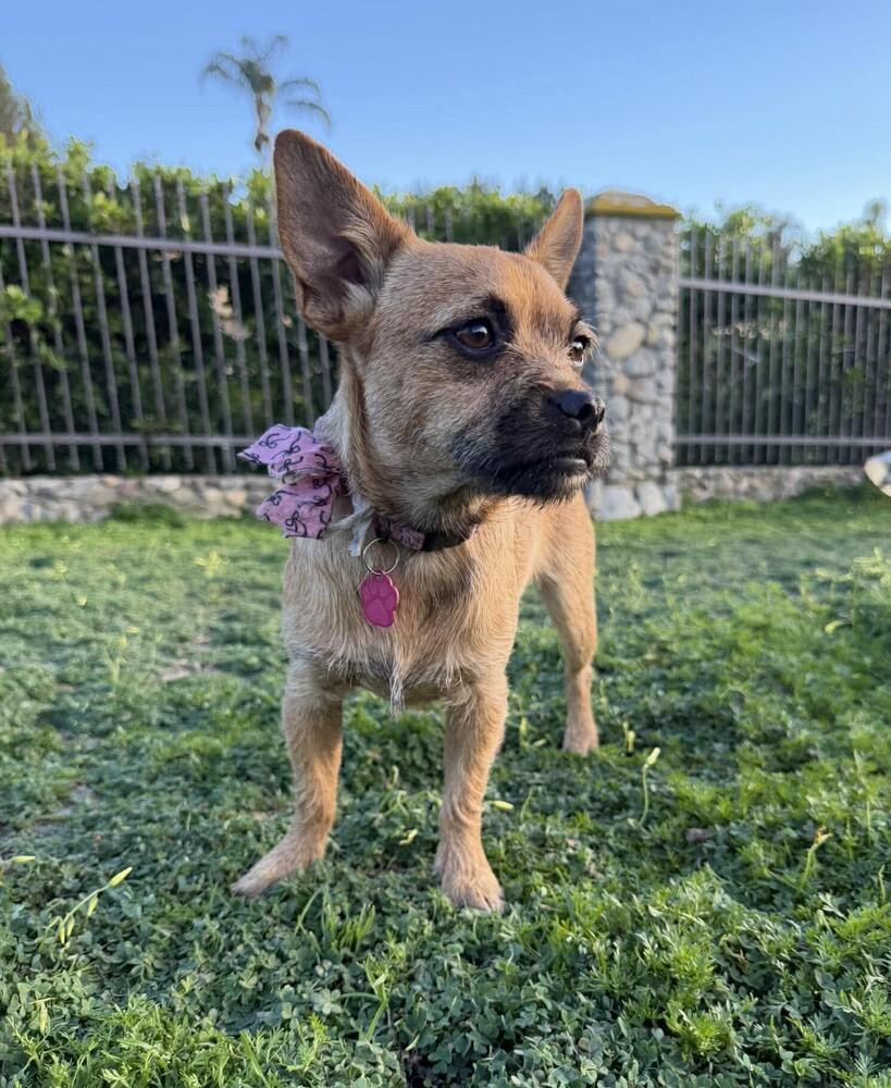 Enlarge Calyx, a Adoptable mixed breed in Mission Viejo, CA image 4/6