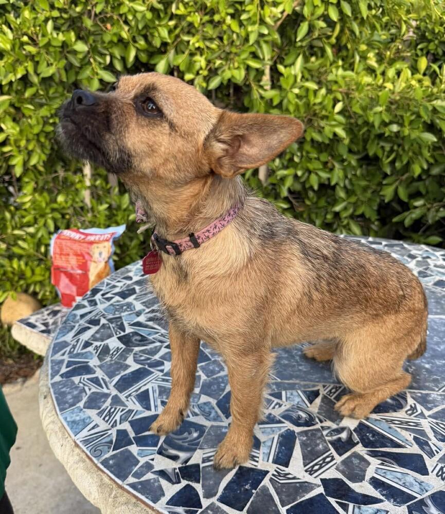 Enlarge Calyx, a Adoptable mixed breed in Mission Viejo, CA image 5/6