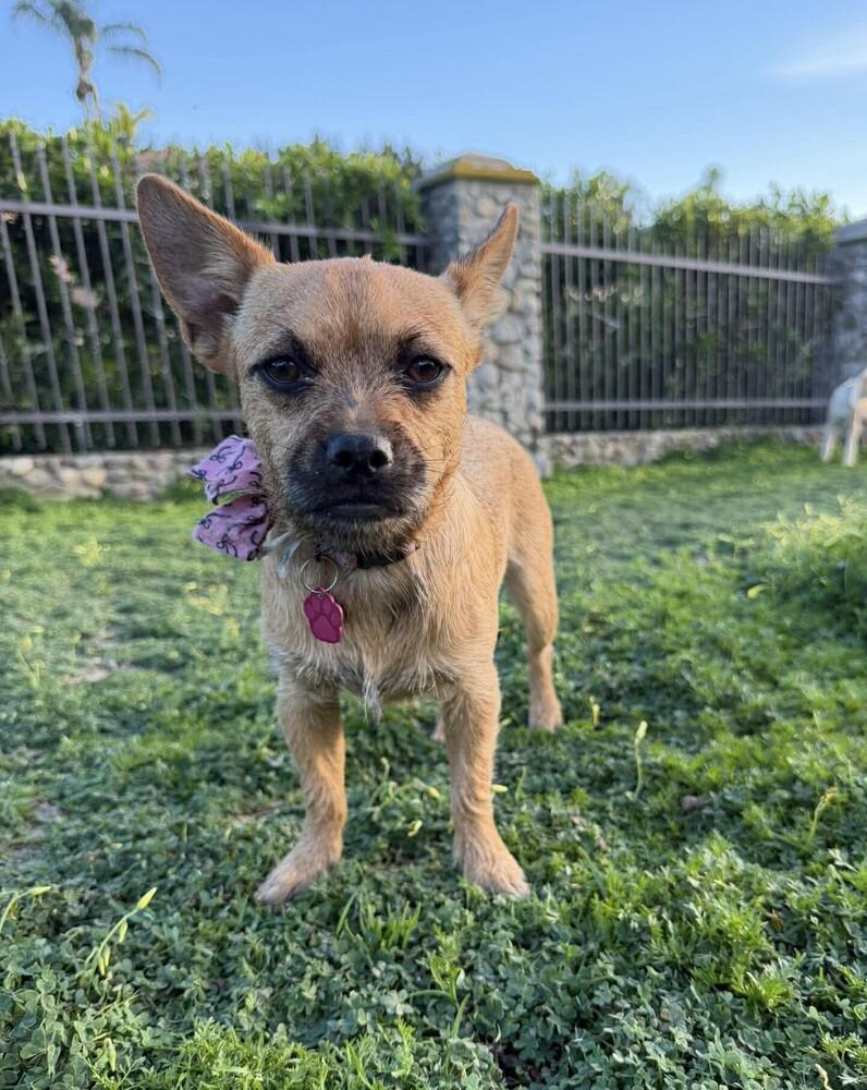Enlarge Calyx, a Adoptable mixed breed in Mission Viejo, CA image 6/6
