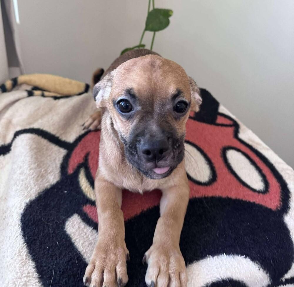 Enlarge Calyx, a Adoptable mixed breed in Mission Viejo, CA image 2/3