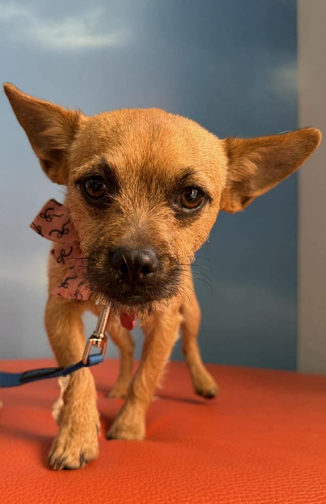 Enlarge Calyx, a Adoptable mixed breed in Mission Viejo, CA image 5/6