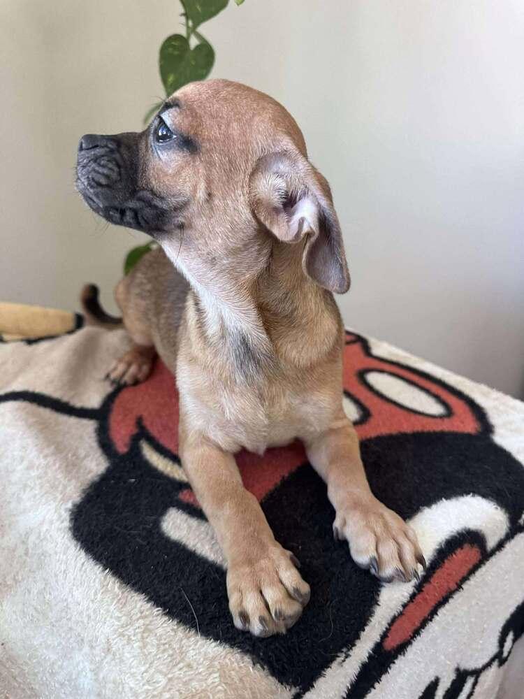 Enlarge Calyx, a Adoptable mixed breed in Mission Viejo, CA image 3/3